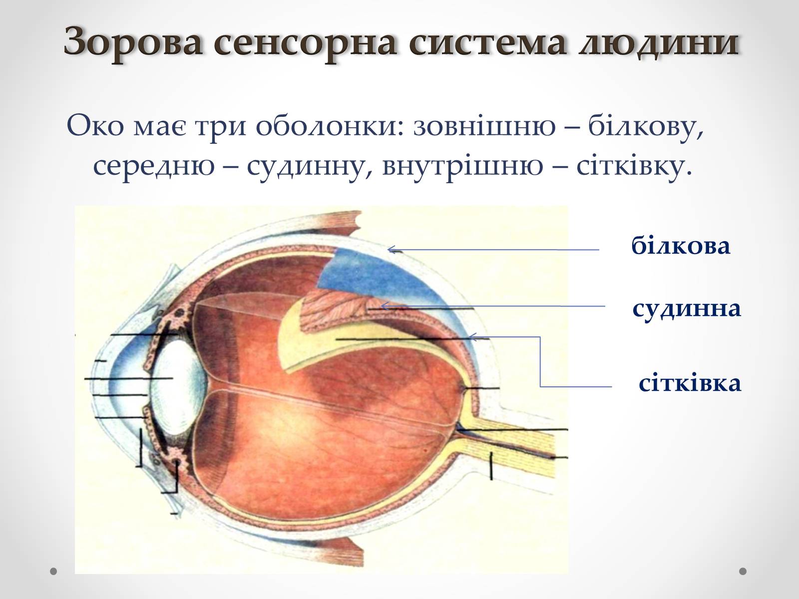 Презентація на тему «Зорова сенсорна система людини» - Слайд #6