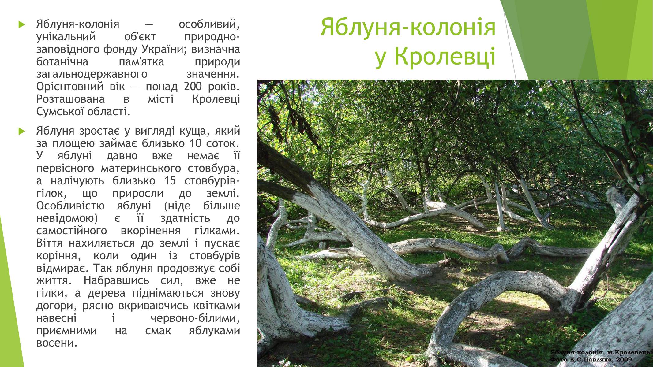 Презентація на тему «Пам’ятки природи України» - Слайд #6