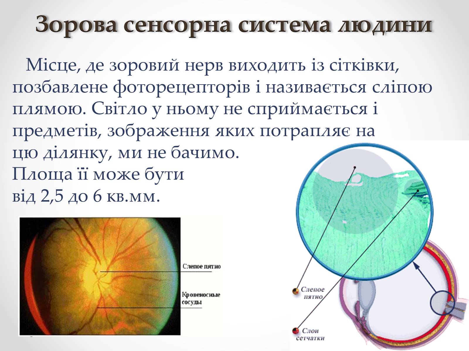Презентація на тему «Зорова сенсорна система людини» - Слайд #14