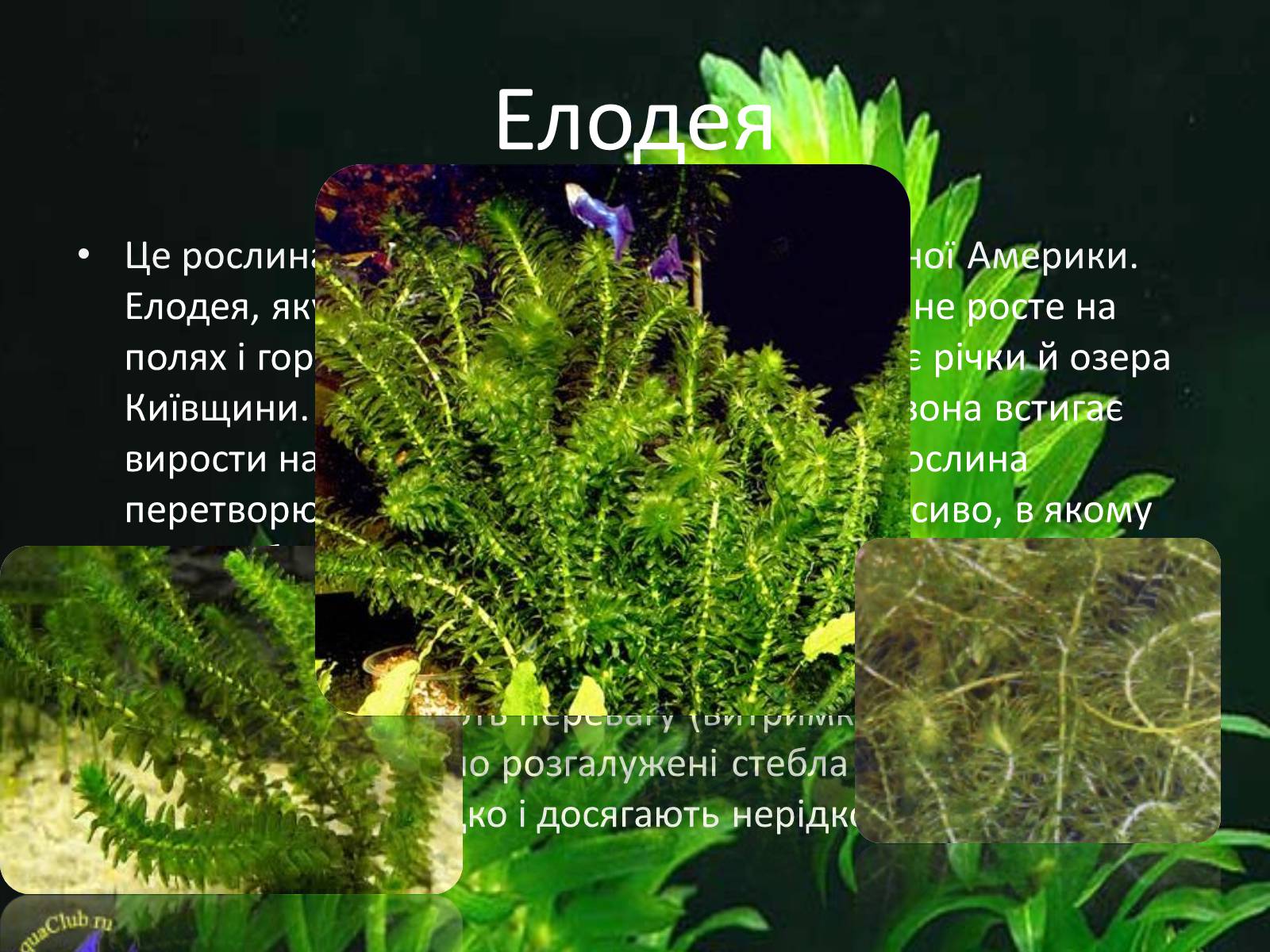 Презентація на тему «Рослини-чужинці на Україні» - Слайд #5