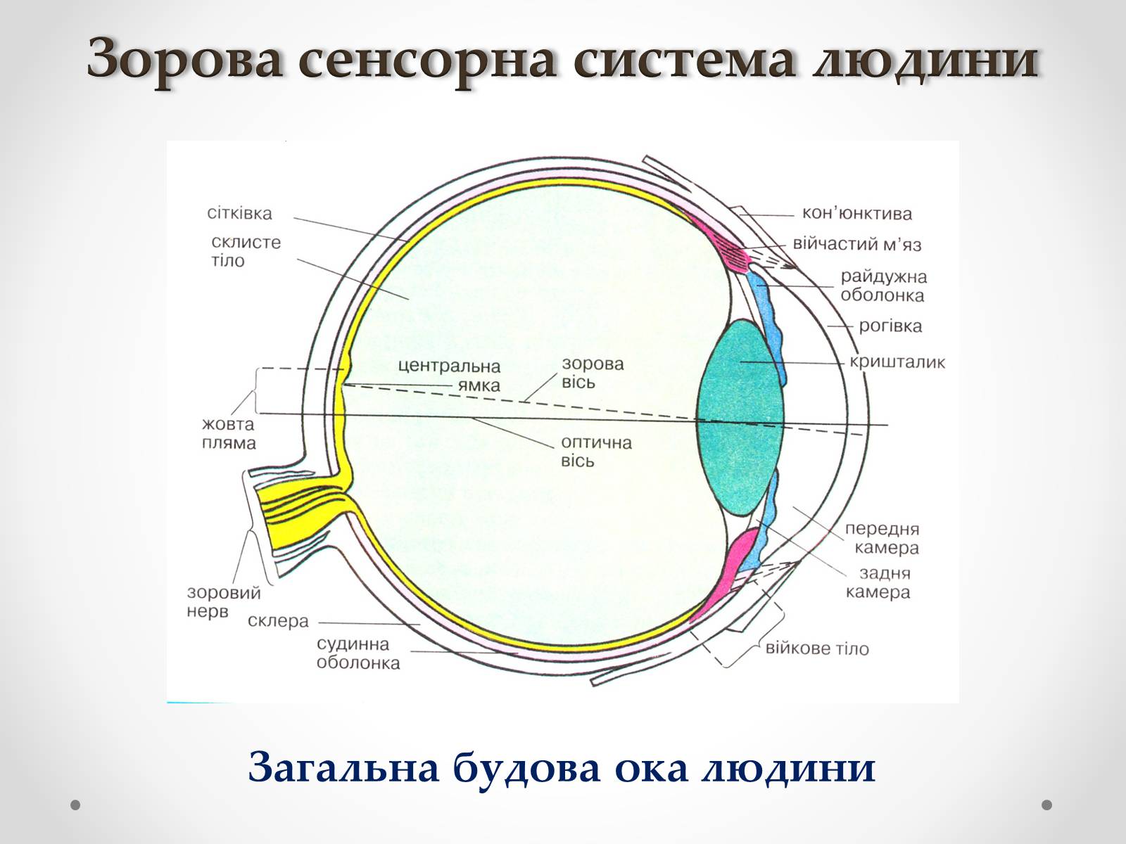 Презентація на тему «Зорова сенсорна система людини» - Слайд #20