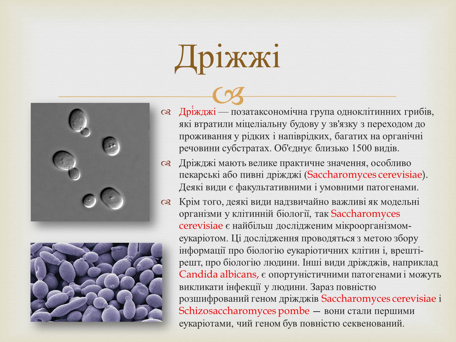 Презентація на тему «Мікробіологічна промисловість» - Слайд #13