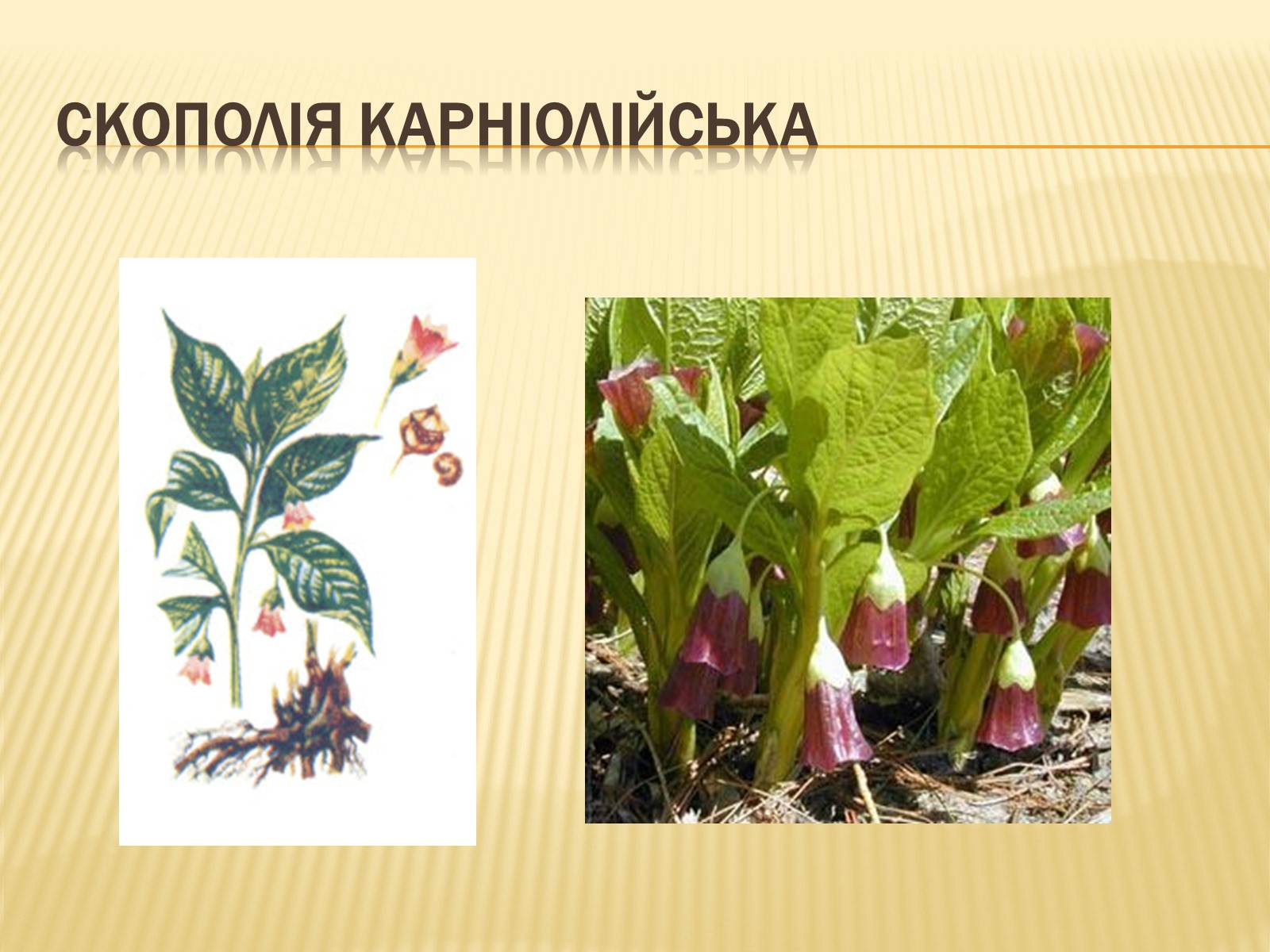 Презентація на тему «Рослини Червоної Книги України» (варіант 2) - Слайд #5