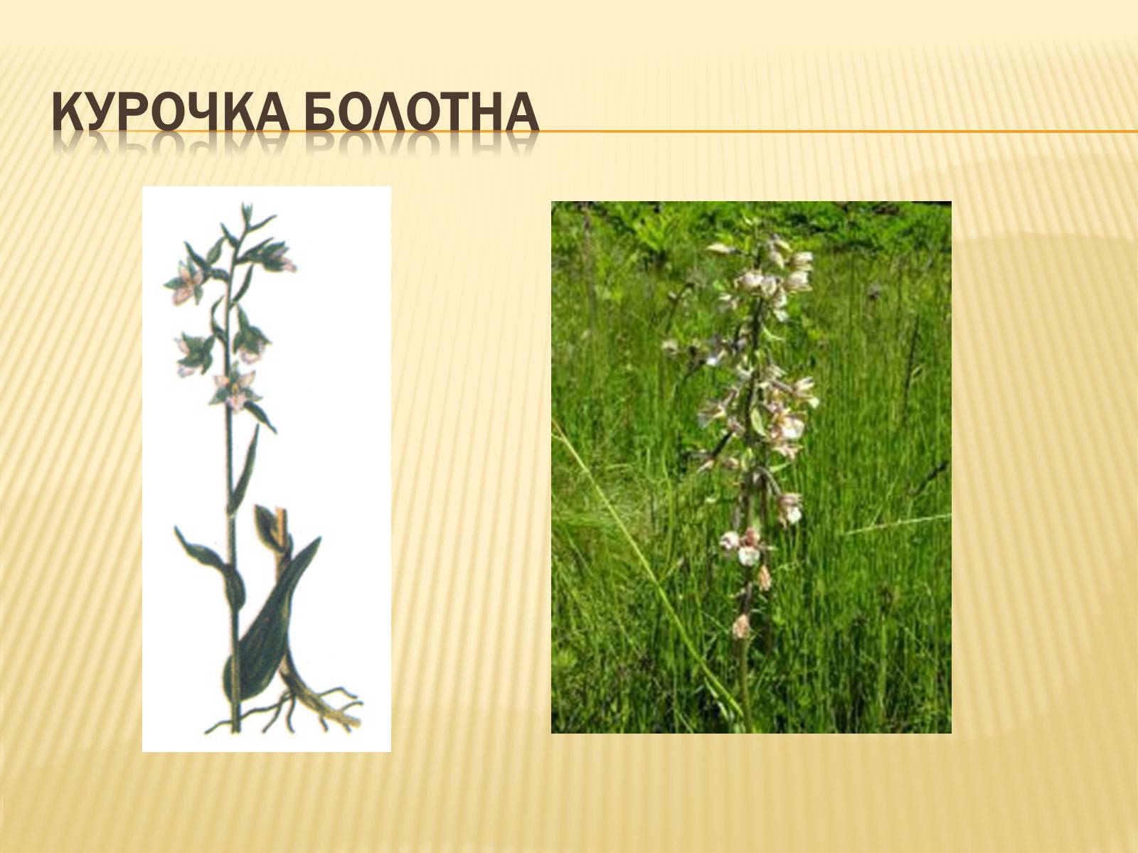 Презентація на тему «Рослини Червоної Книги України» (варіант 2) - Слайд #11