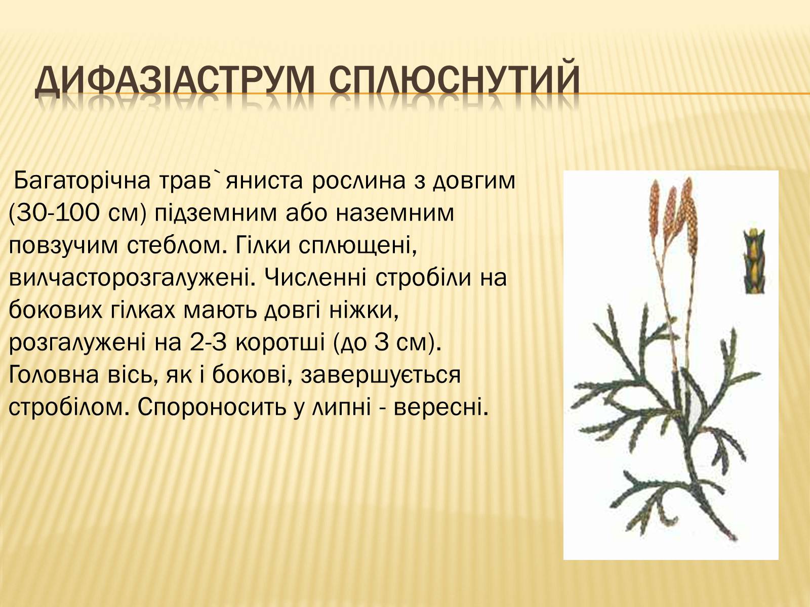 Презентація на тему «Рослини Червоної Книги України» (варіант 2) - Слайд #17