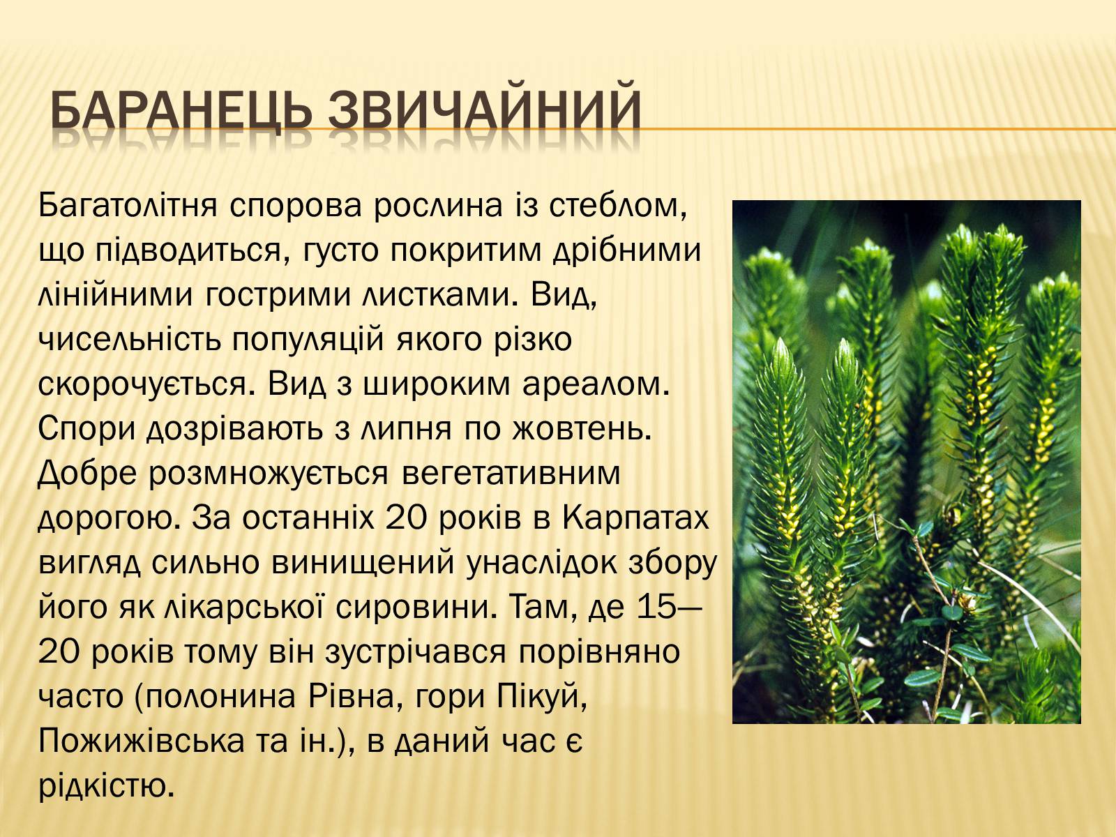 Презентація на тему «Рослини Червоної Книги України» (варіант 2) - Слайд #18