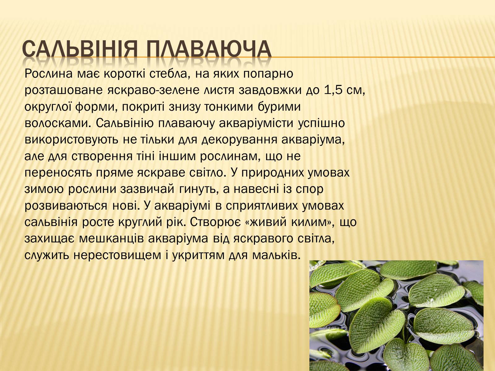 Презентація на тему «Рослини Червоної Книги України» (варіант 2) - Слайд #19