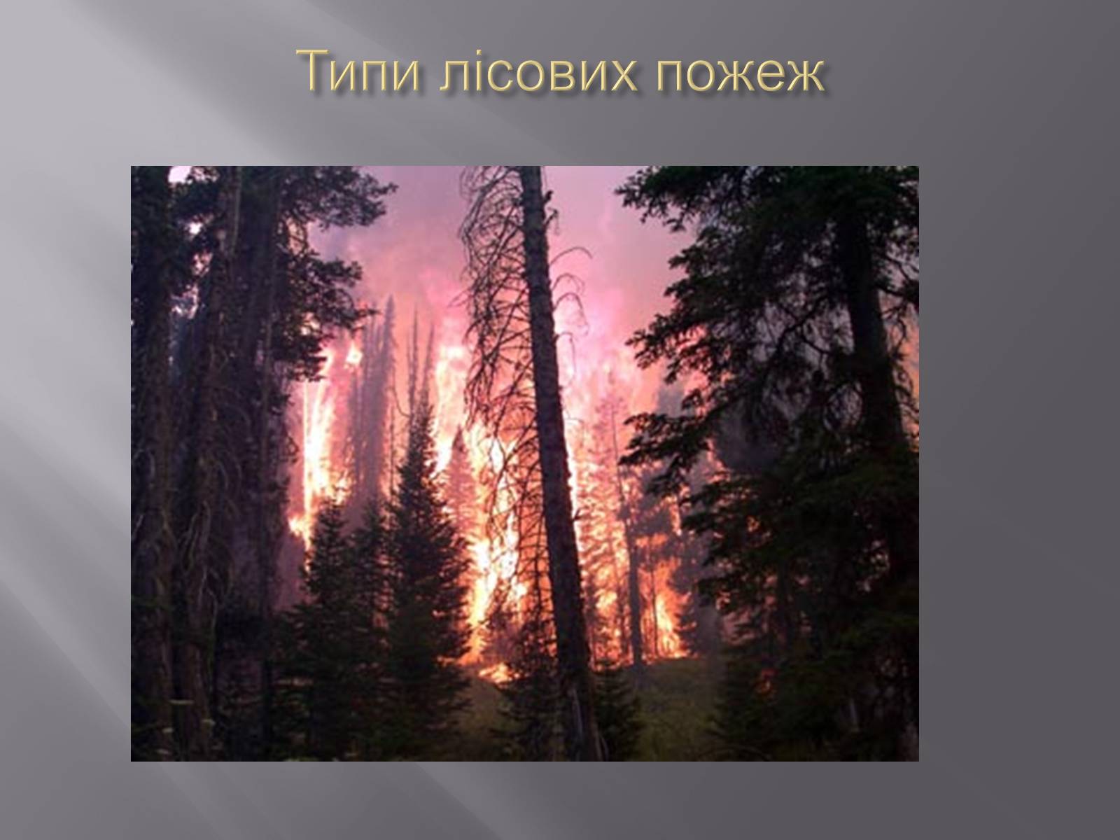 Презентація на тему «Лісова пожежа» - Слайд #2