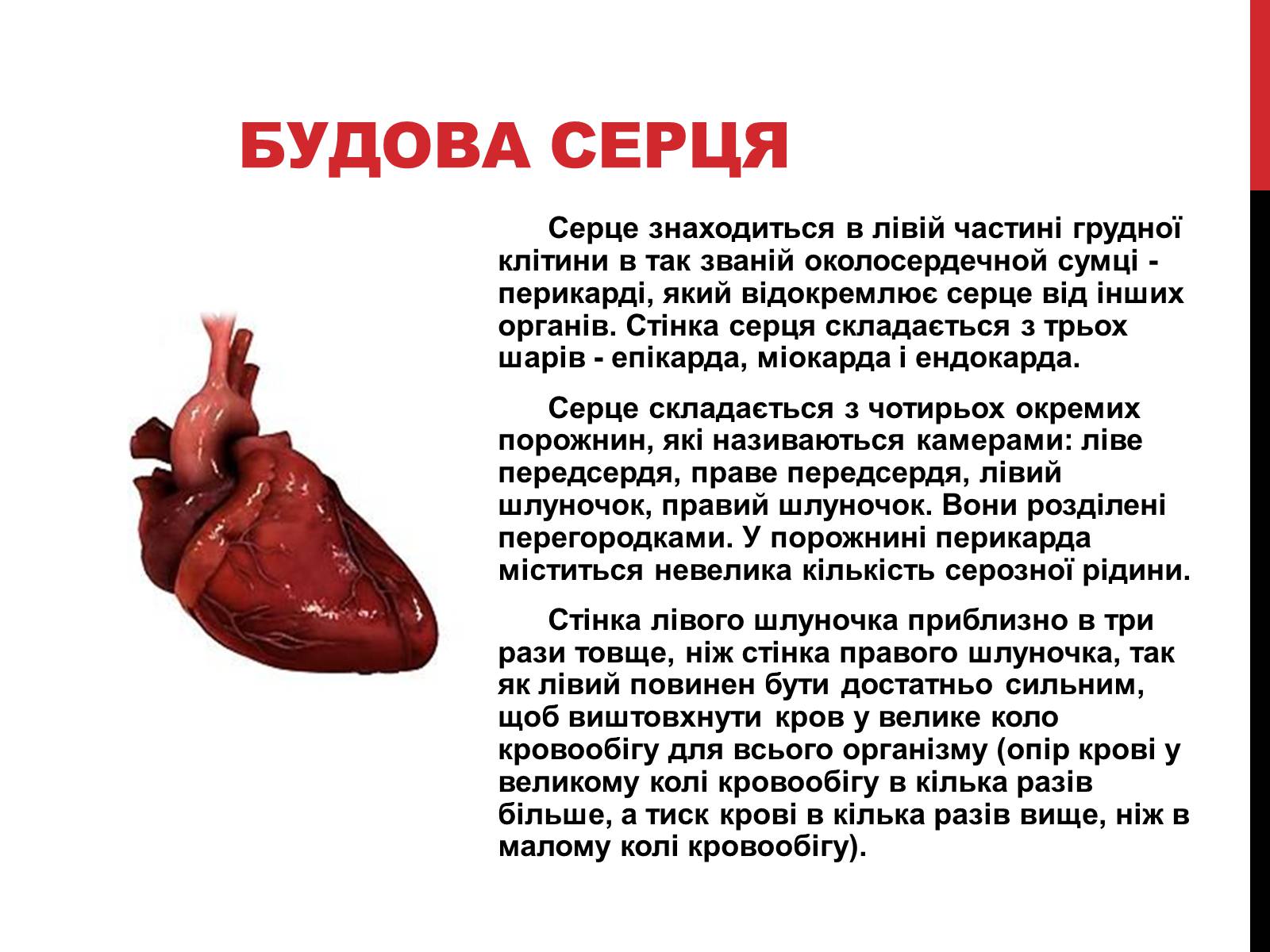 Презентація на тему «Серце людини» (варіант 2) - Слайд #4
