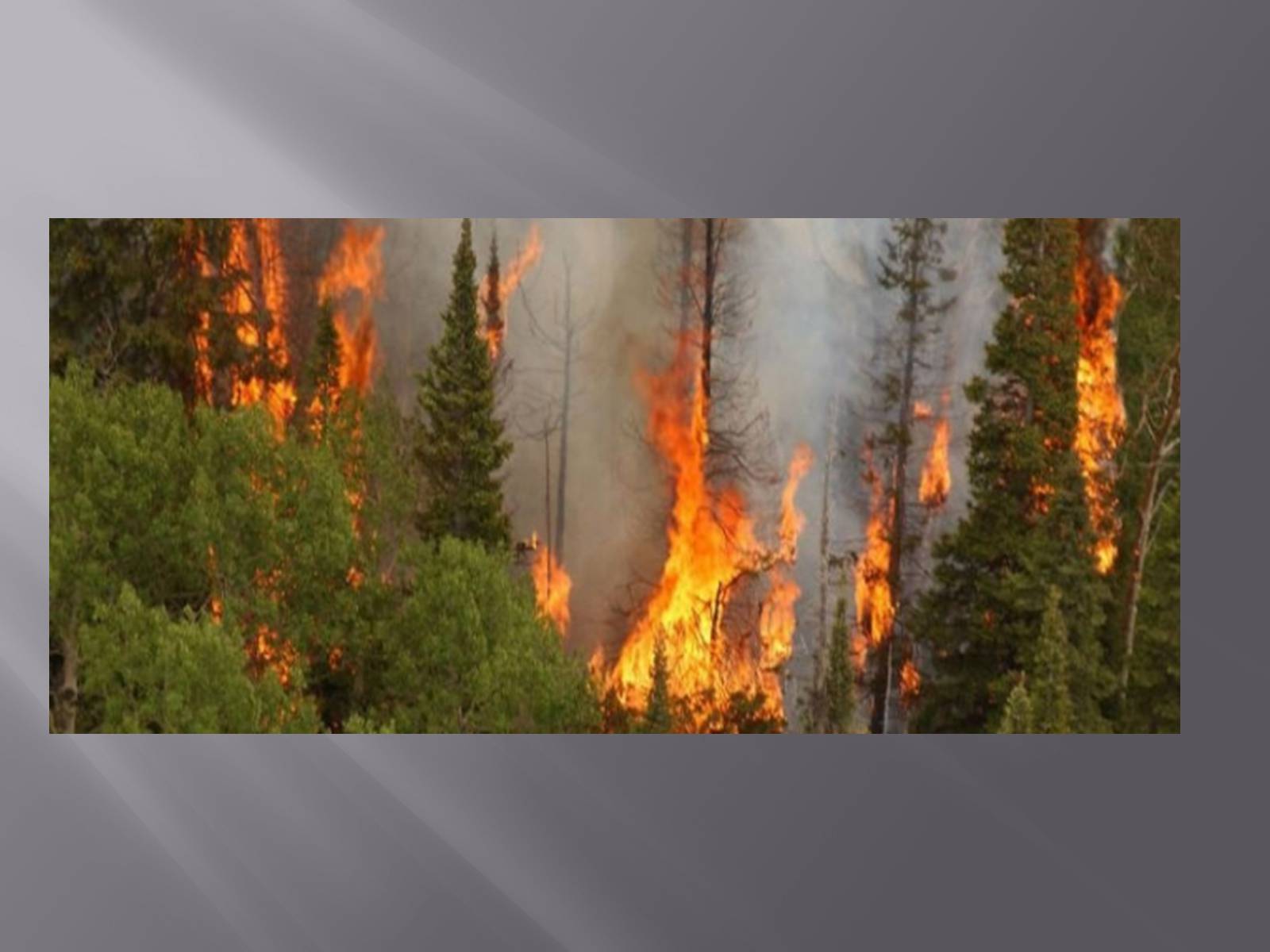 Презентація на тему «Лісова пожежа» - Слайд #12