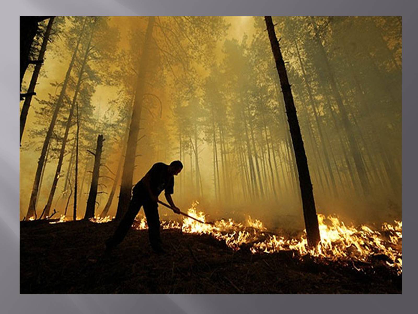 Презентація на тему «Лісова пожежа» - Слайд #14