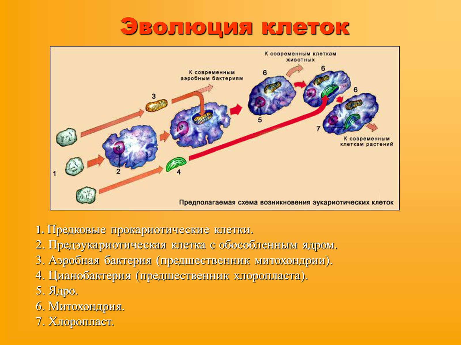 Презентація на тему «Сравнительная характеристика прокариотической и эукариотической клетки» - Слайд #8