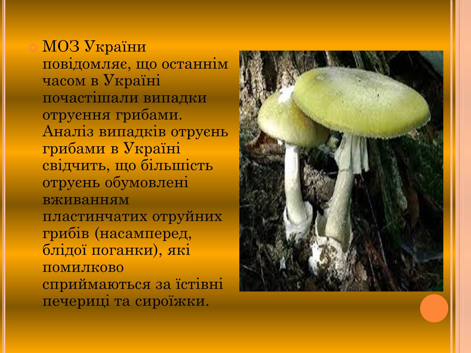 Презентація на тему «Отруєння грибами» - Слайд #4