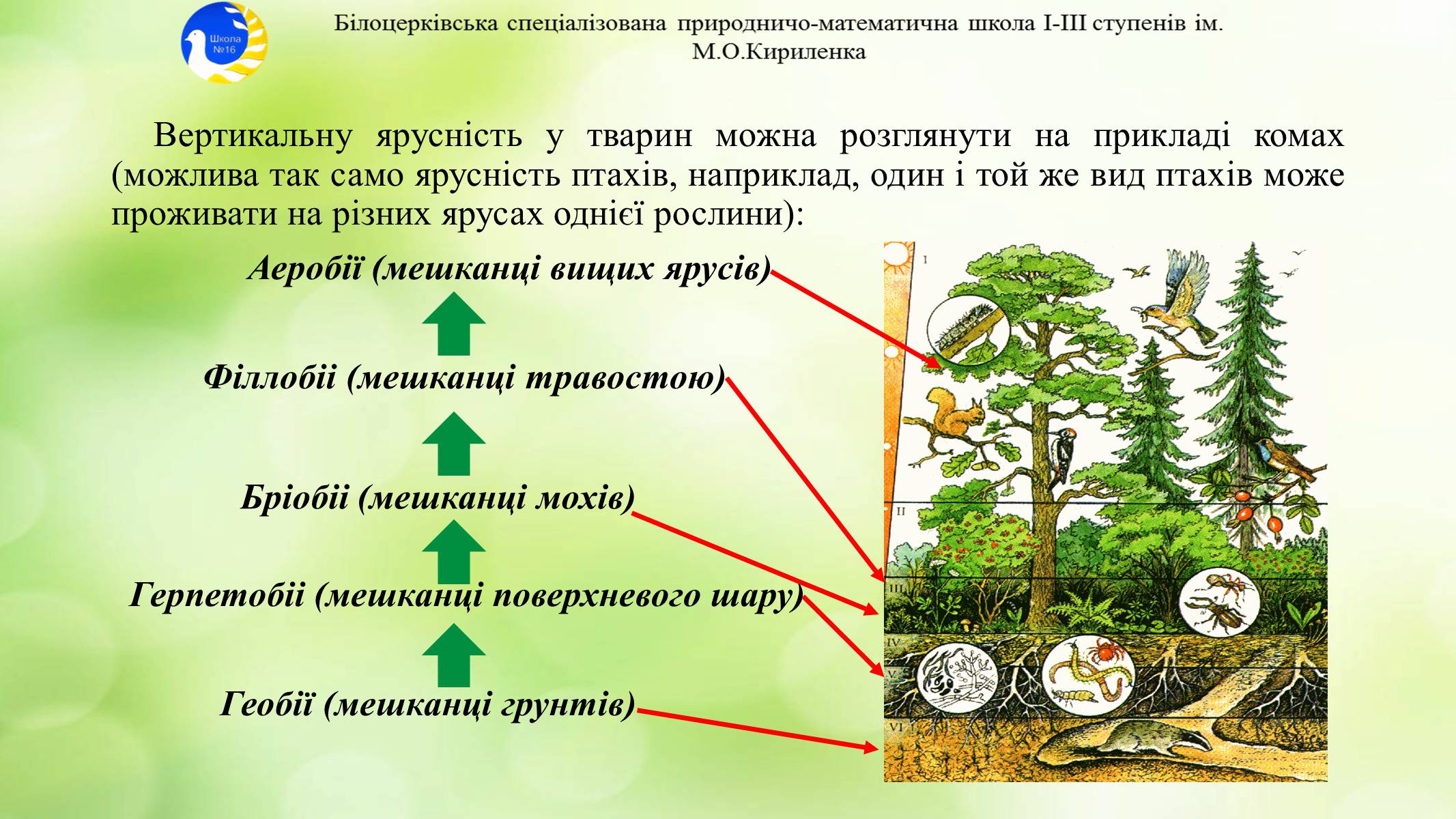Презентація на тему «Екосистема. Біосфера» - Слайд #8