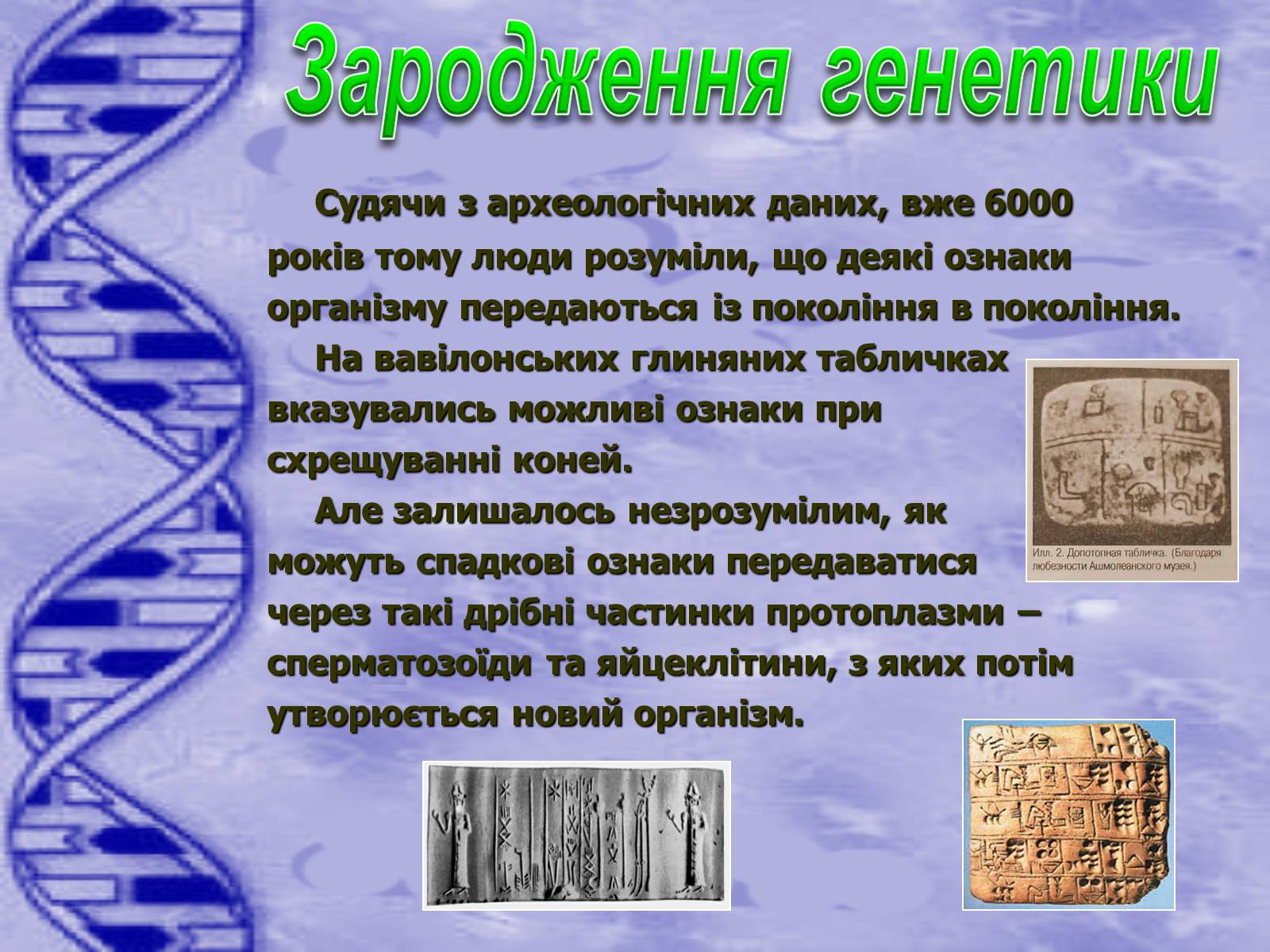 Презентація на тему «Історія розвитку генетики» - Слайд #2
