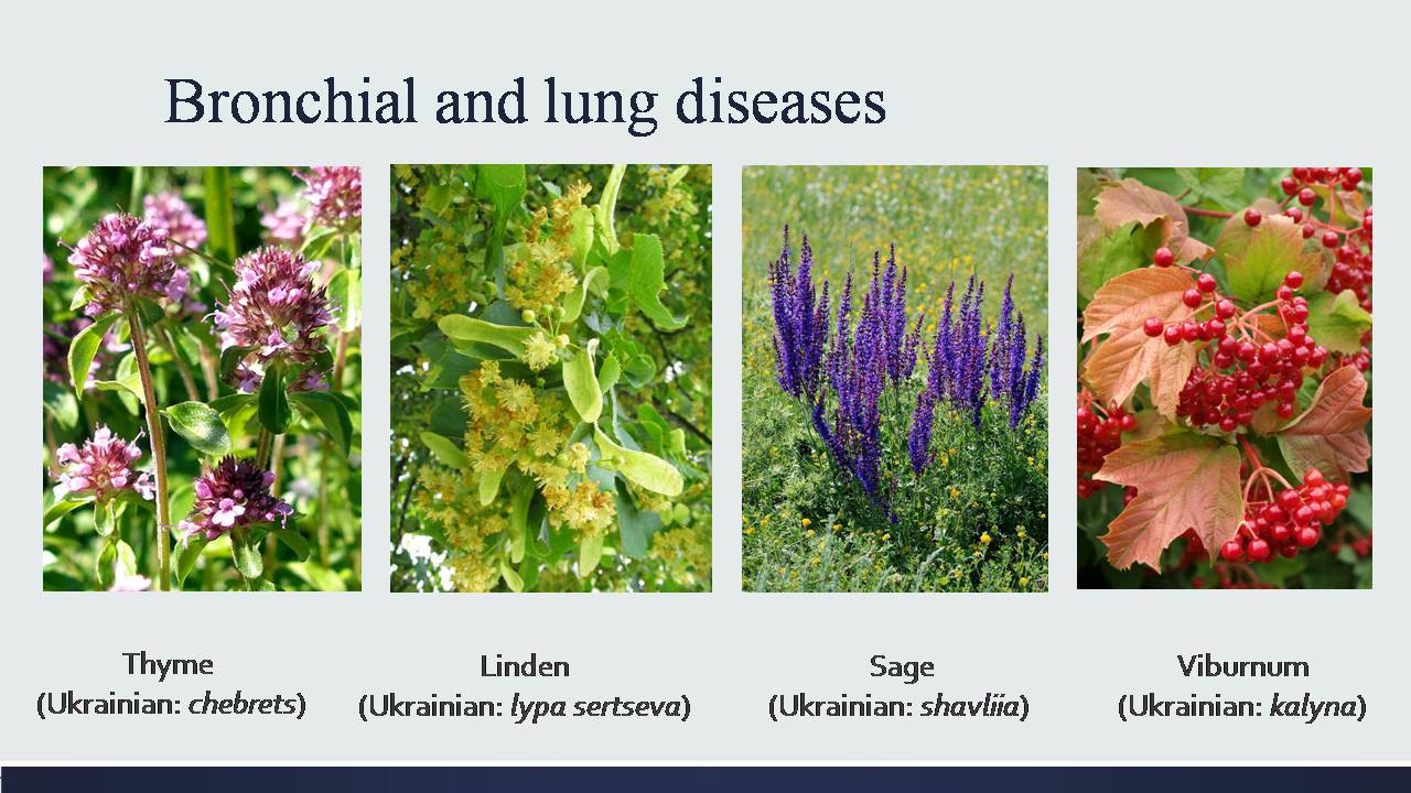 Презентація на тему «Medicinal plants of Ukraine» - Слайд #7