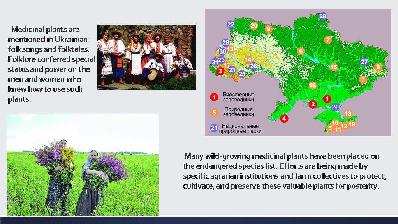 Презентація на тему «Medicinal plants of Ukraine» - Слайд #9