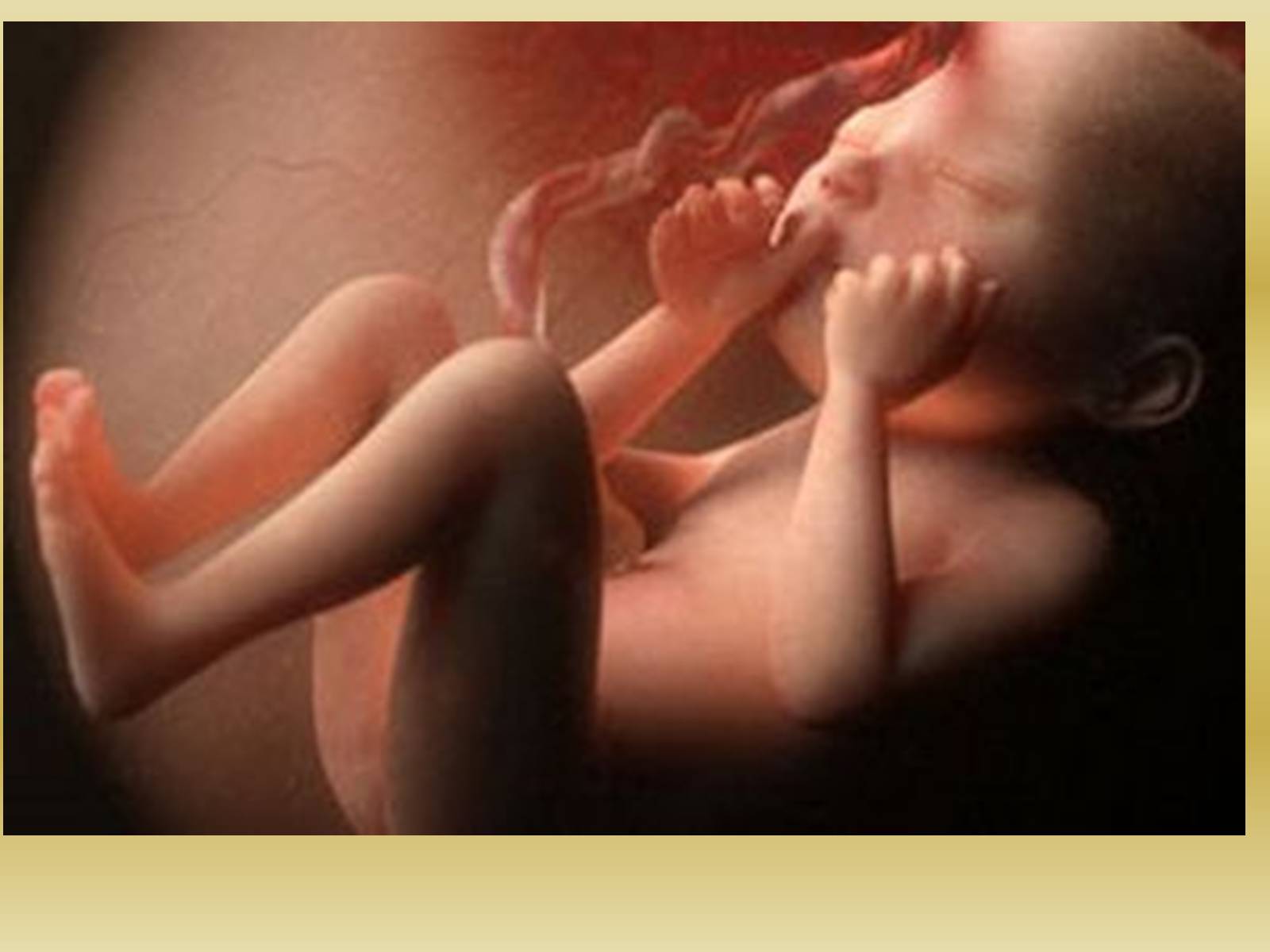 Презентація на тему «Розмноження та розвиток людини» (варіант 1) - Слайд #5