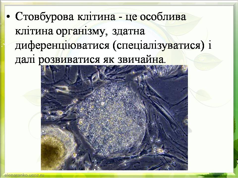 Презентація на тему «Гістотехнології.Штучні тканини» - Слайд #7