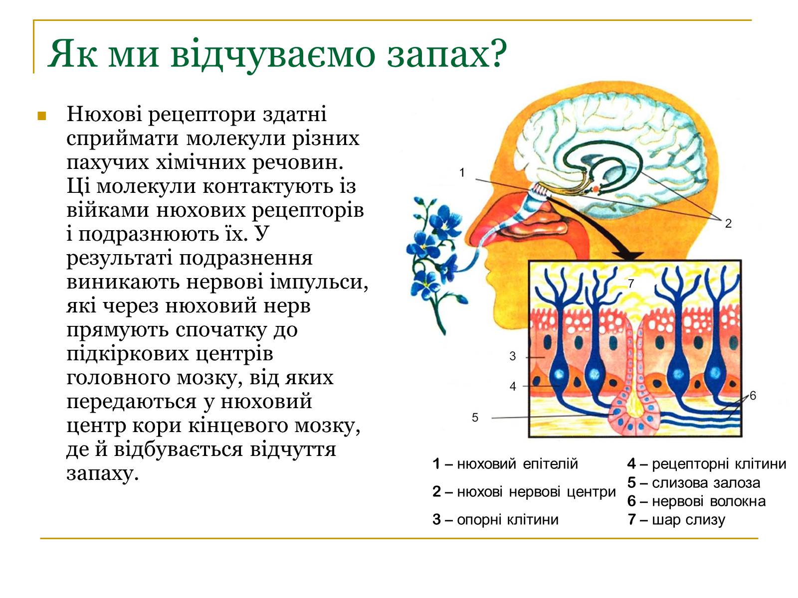 Презентація на тему «Основні сенсорні системи організму людини» - Слайд #17
