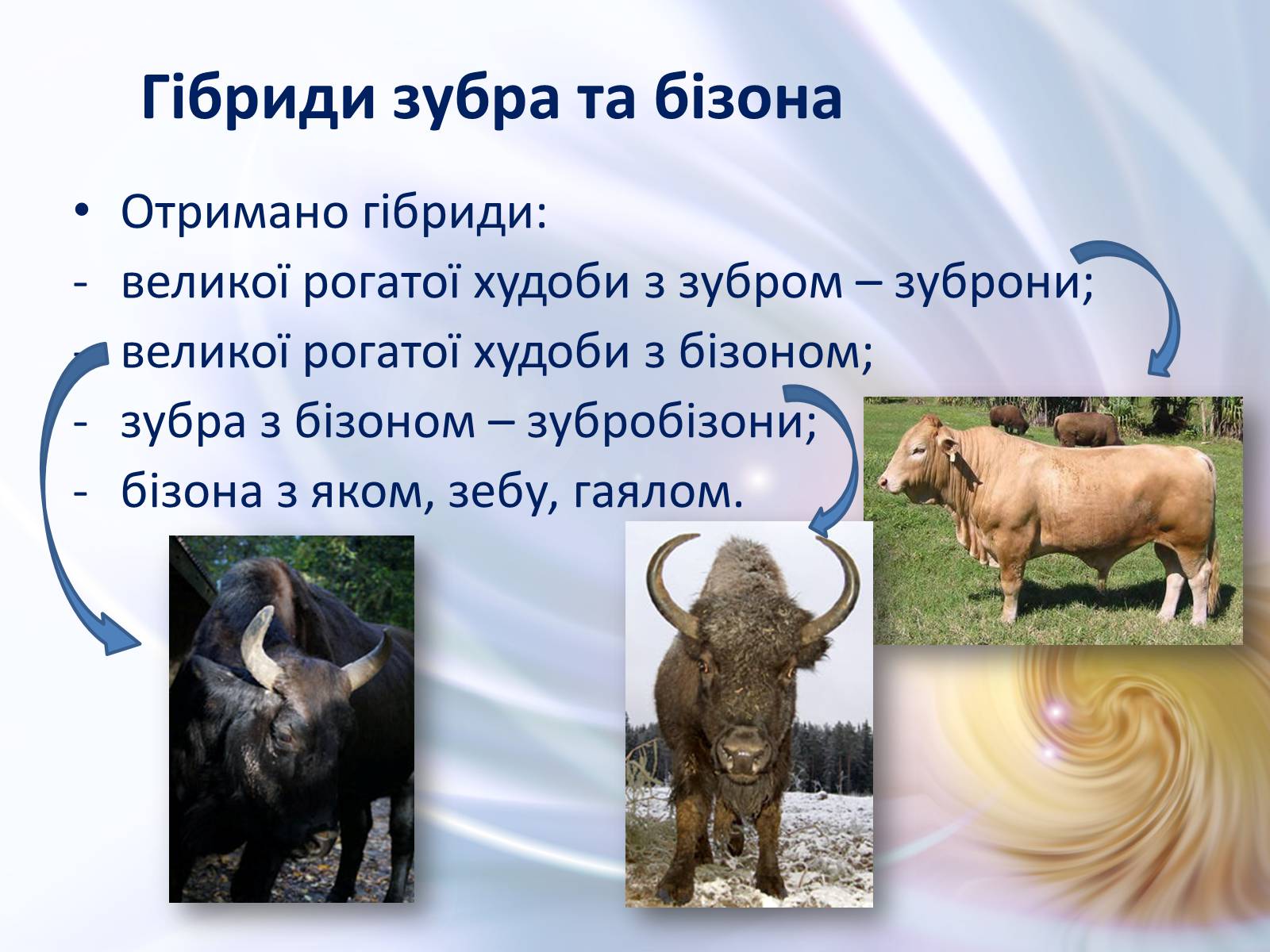 Презентація на тему «Віддалена гібридизація тварин» - Слайд #13