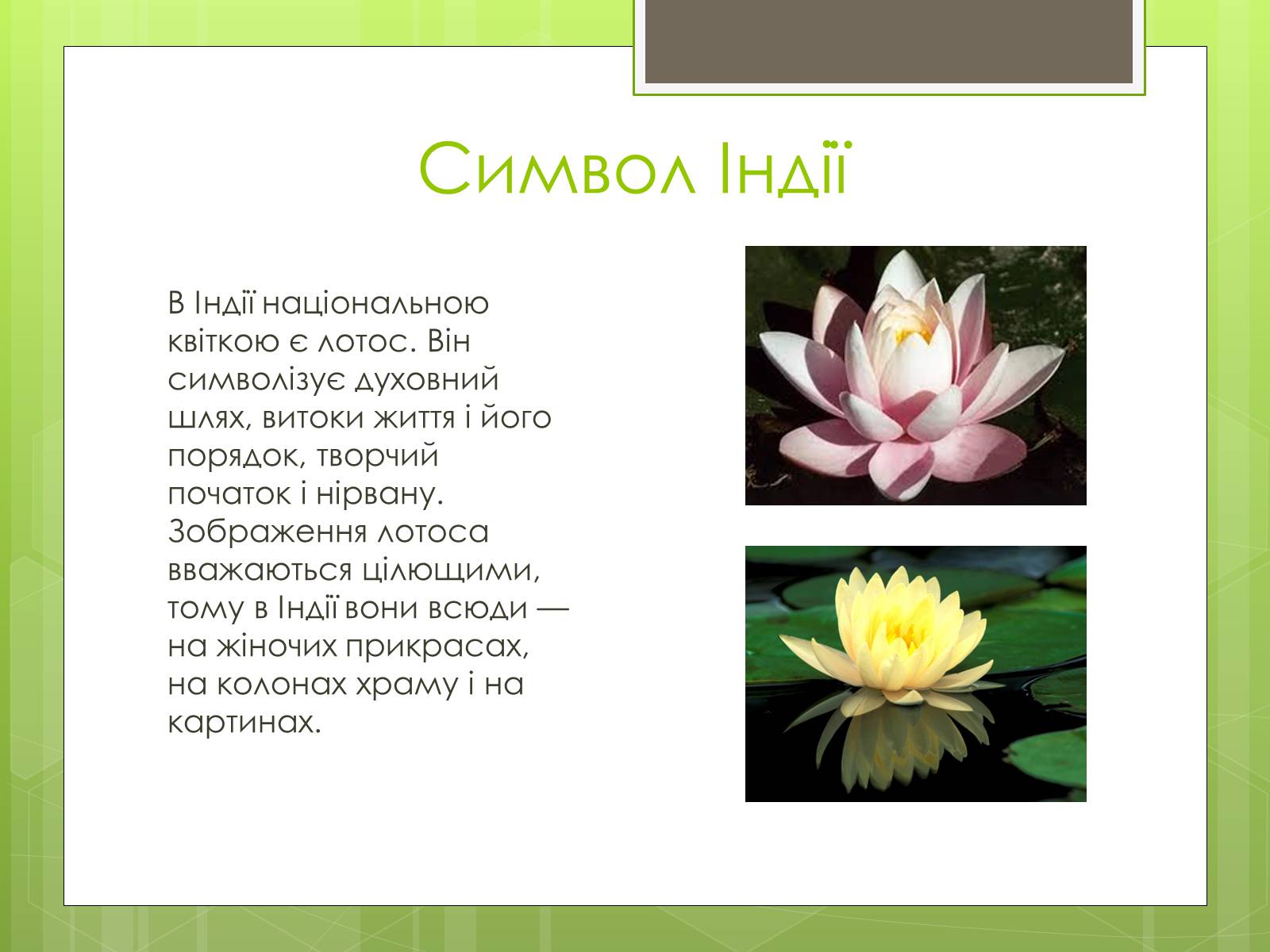 Презентація на тему «Рослини символи країн світу» - Слайд #5