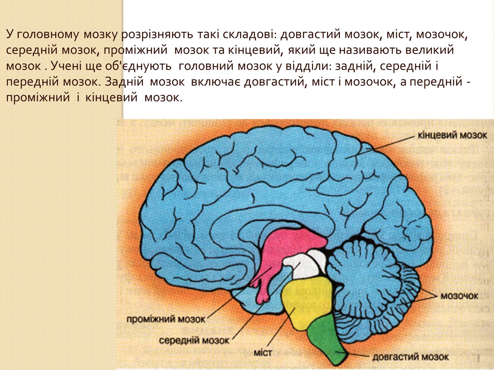 Презентація на тему «Головний мозок. Особливості його відділів» - Слайд #3