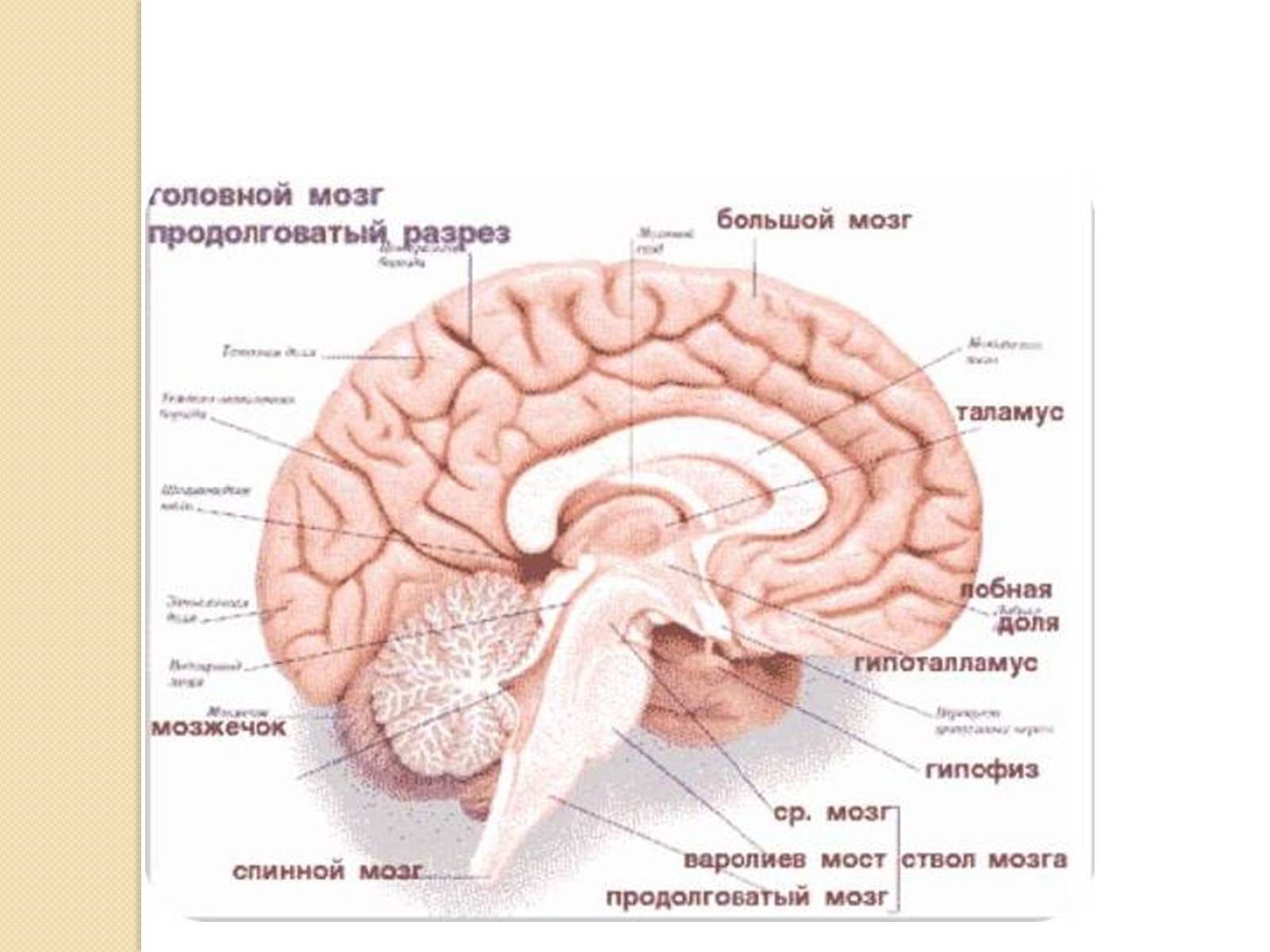 Презентація на тему «Головний мозок. Особливості його відділів» - Слайд #6