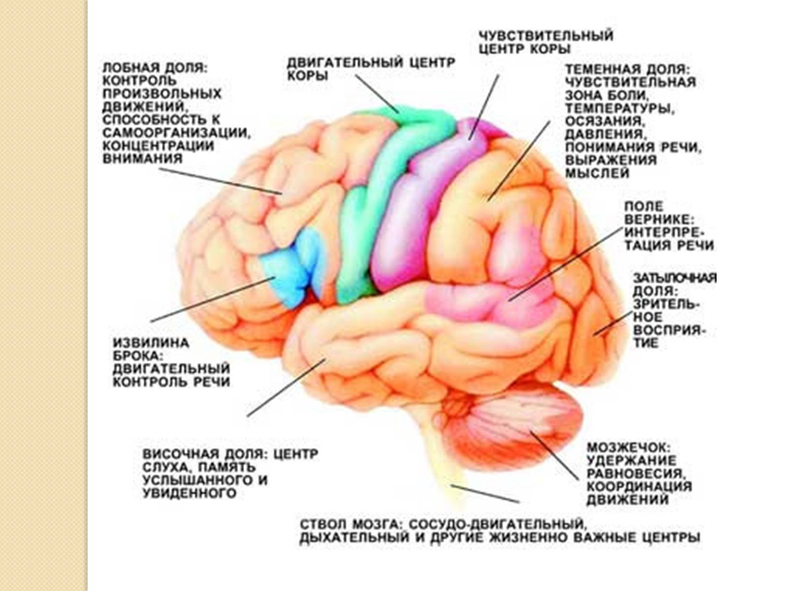 Презентація на тему «Головний мозок. Особливості його відділів» - Слайд #9
