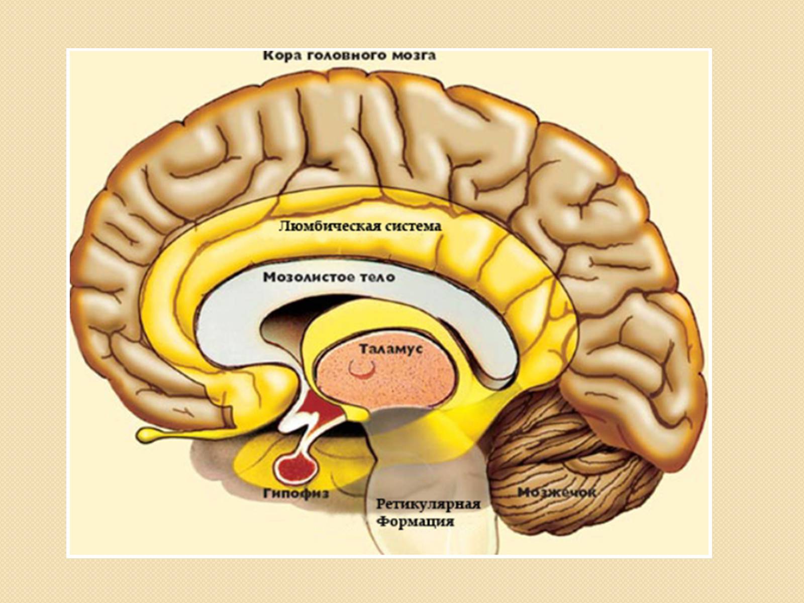 Презентація на тему «Головний мозок. Особливості його відділів» - Слайд #10