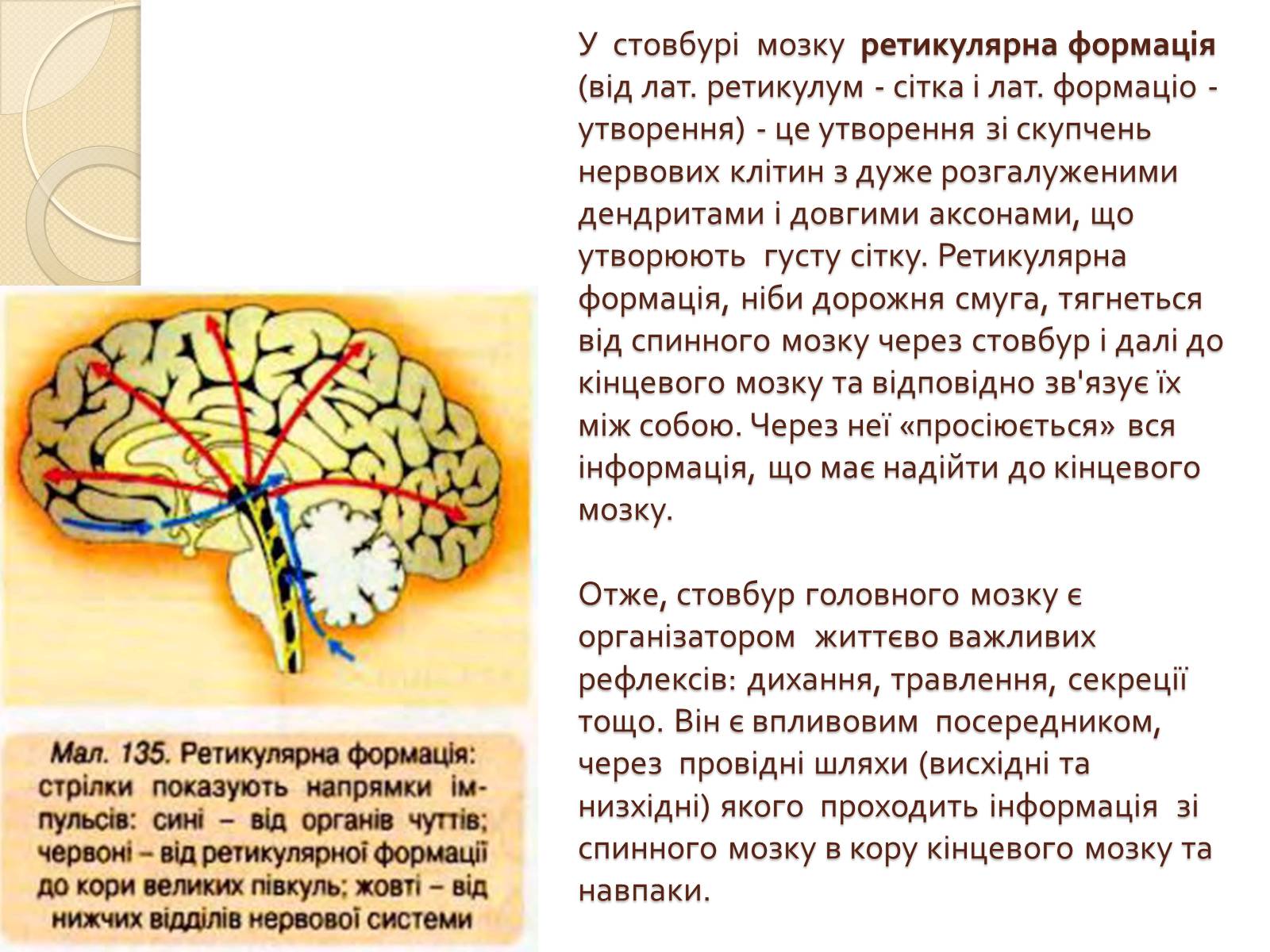 Презентація на тему «Головний мозок. Особливості його відділів» - Слайд #11