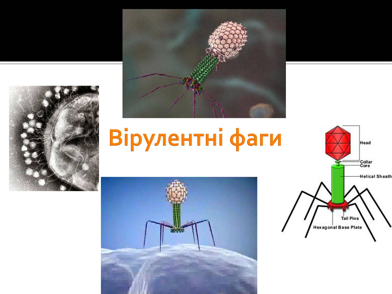 Презентація на тему «Бактеріофаги» (варіант 2) - Слайд #4