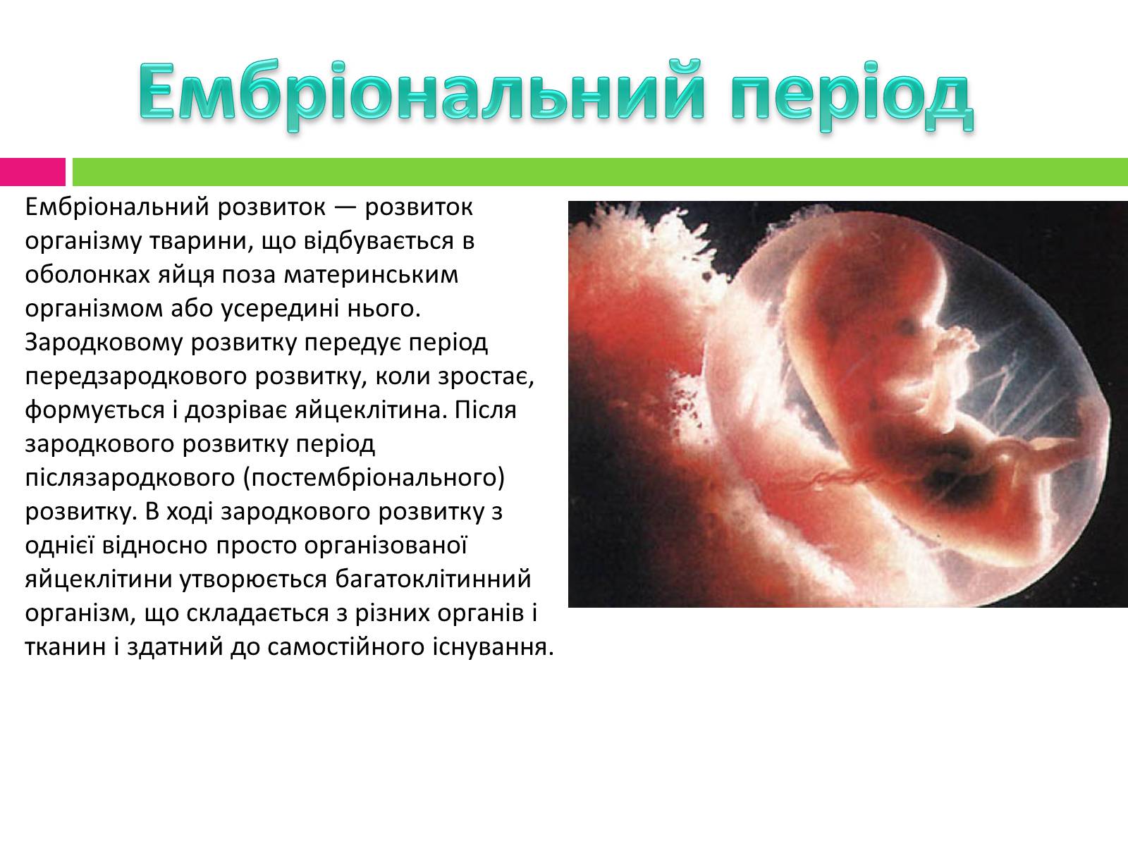 Презентація на тему «Статеве розмноження людини» - Слайд #17