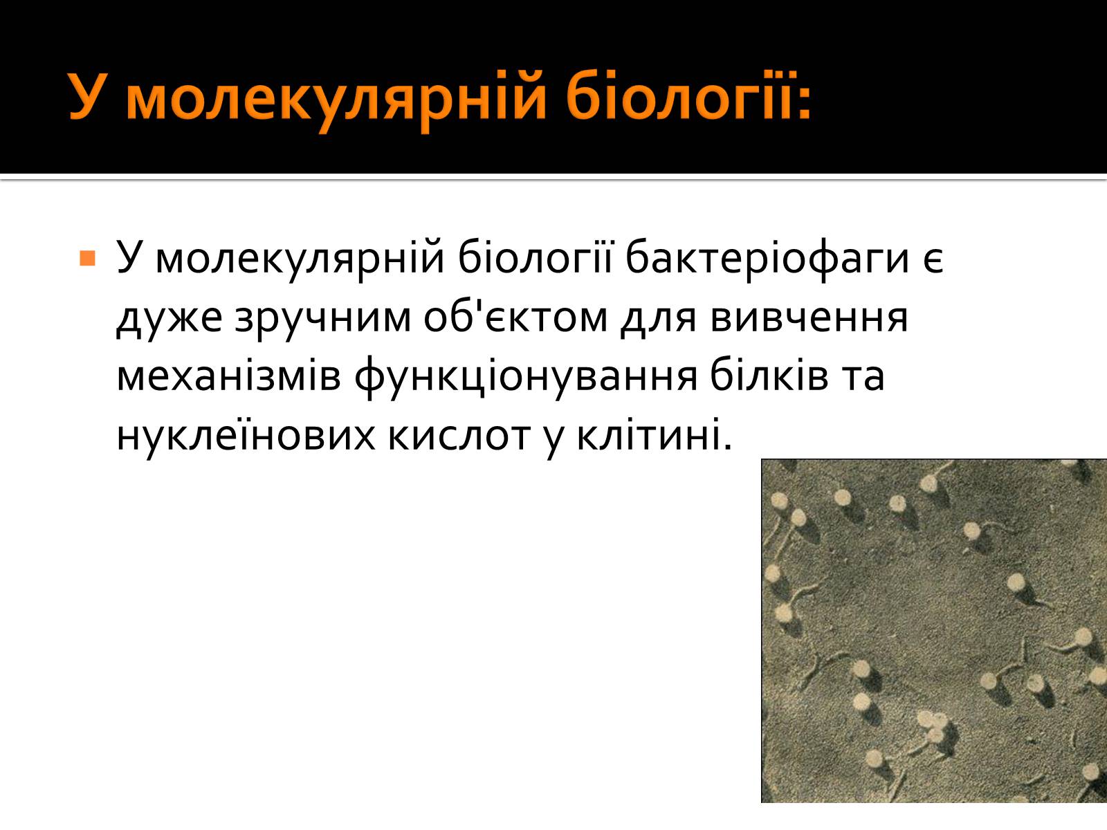 Презентація на тему «Бактеріофаги» (варіант 2) - Слайд #10