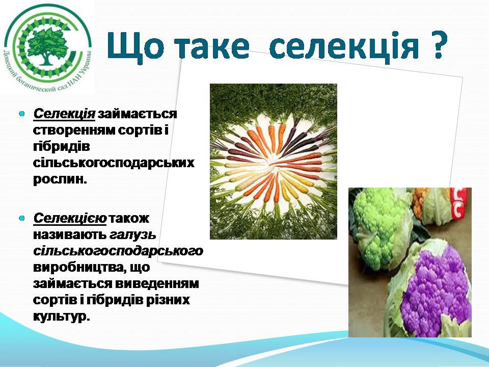 Презентація на тему «Генетичні основи селекції рослин» (варіант 3) - Слайд #3