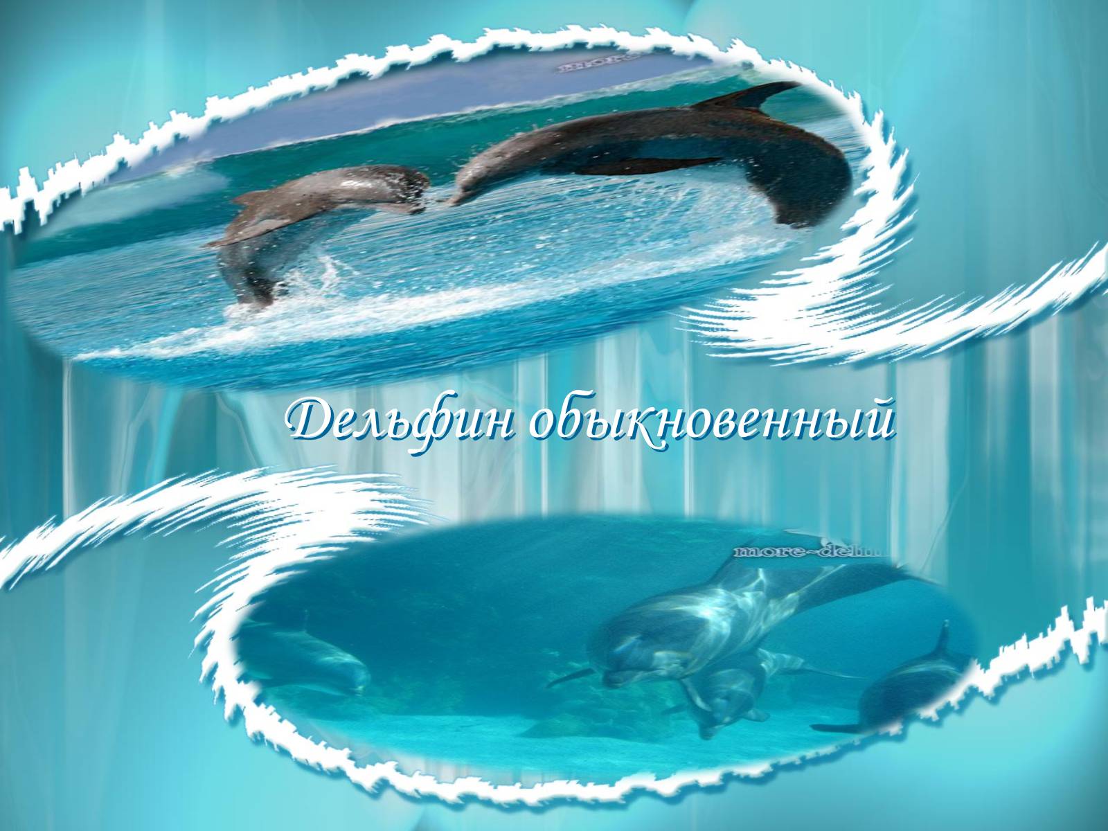 Презентація на тему «Морская жизнь дельфинов» - Слайд #2