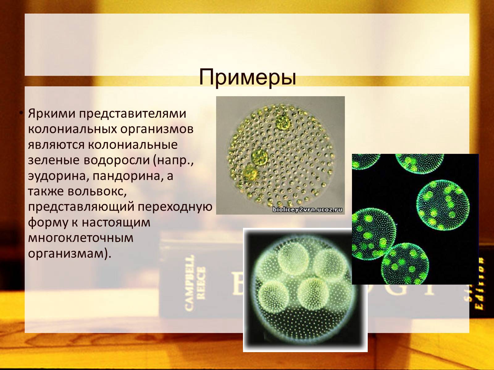 Презентація на тему «Многообразие одноклеточных колониальных организмов» - Слайд #5