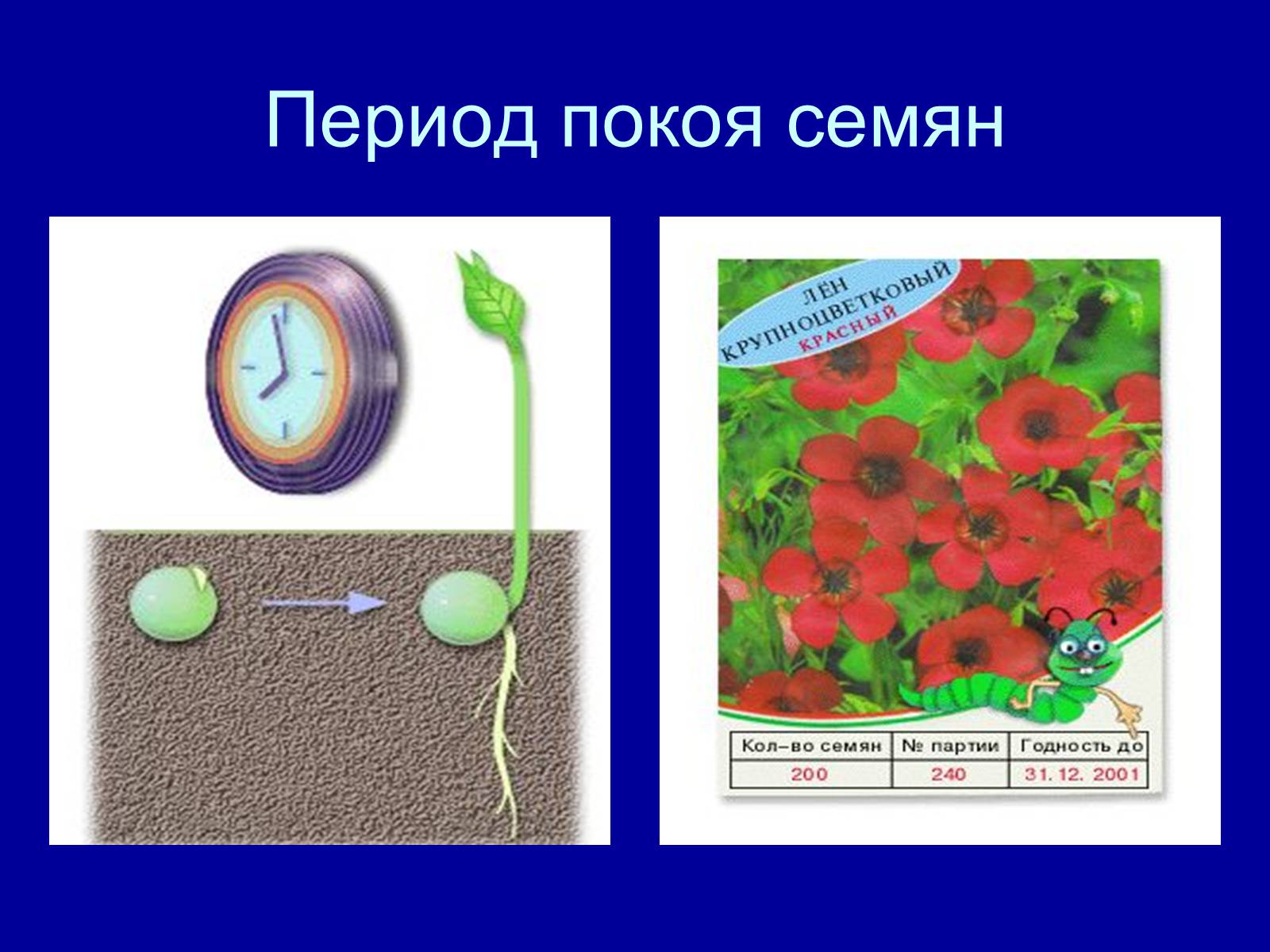 Презентація на тему «Прорастание семян» - Слайд #3