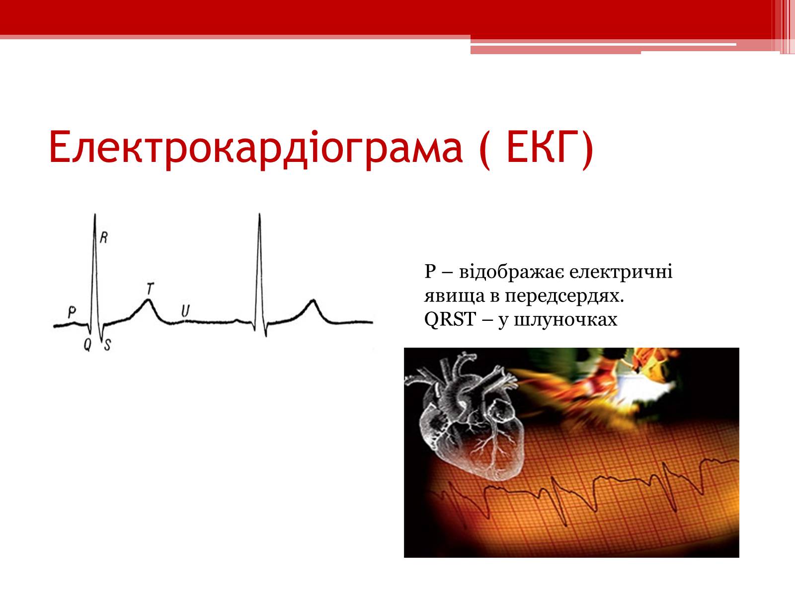 Презентація на тему «Кровообіг. Функції серця» - Слайд #10