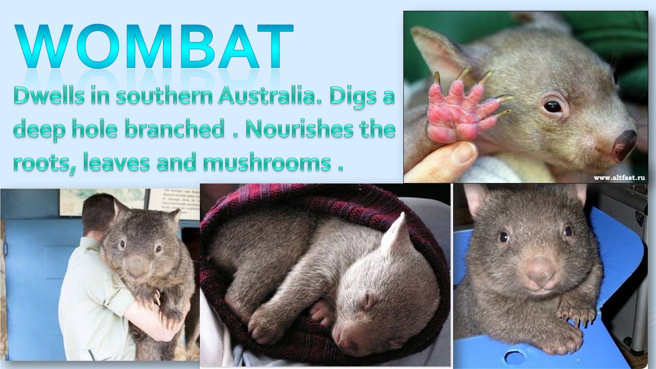 Презентація на тему «Animals in Australia» - Слайд #7