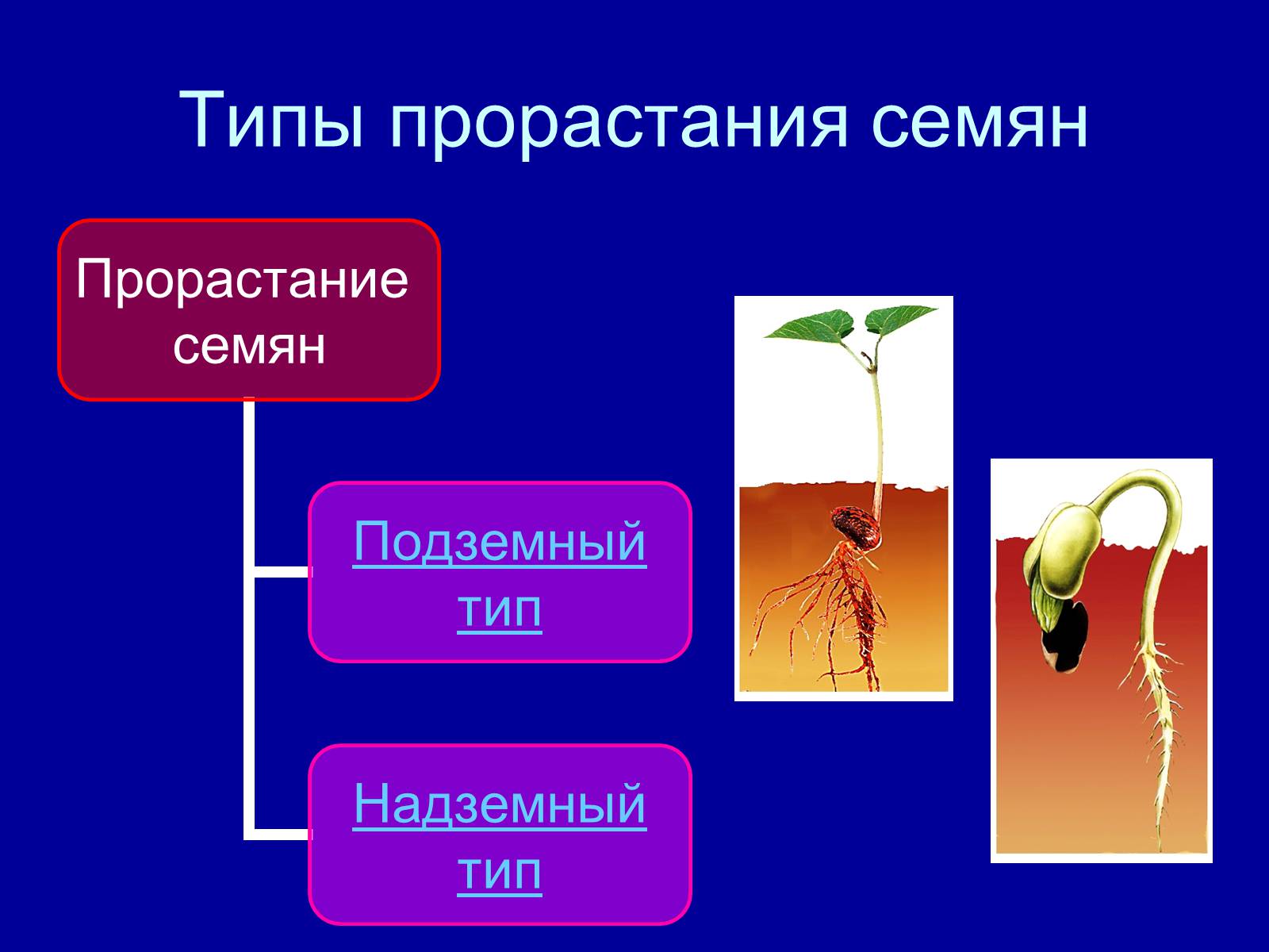Презентація на тему «Прорастание семян» - Слайд #12