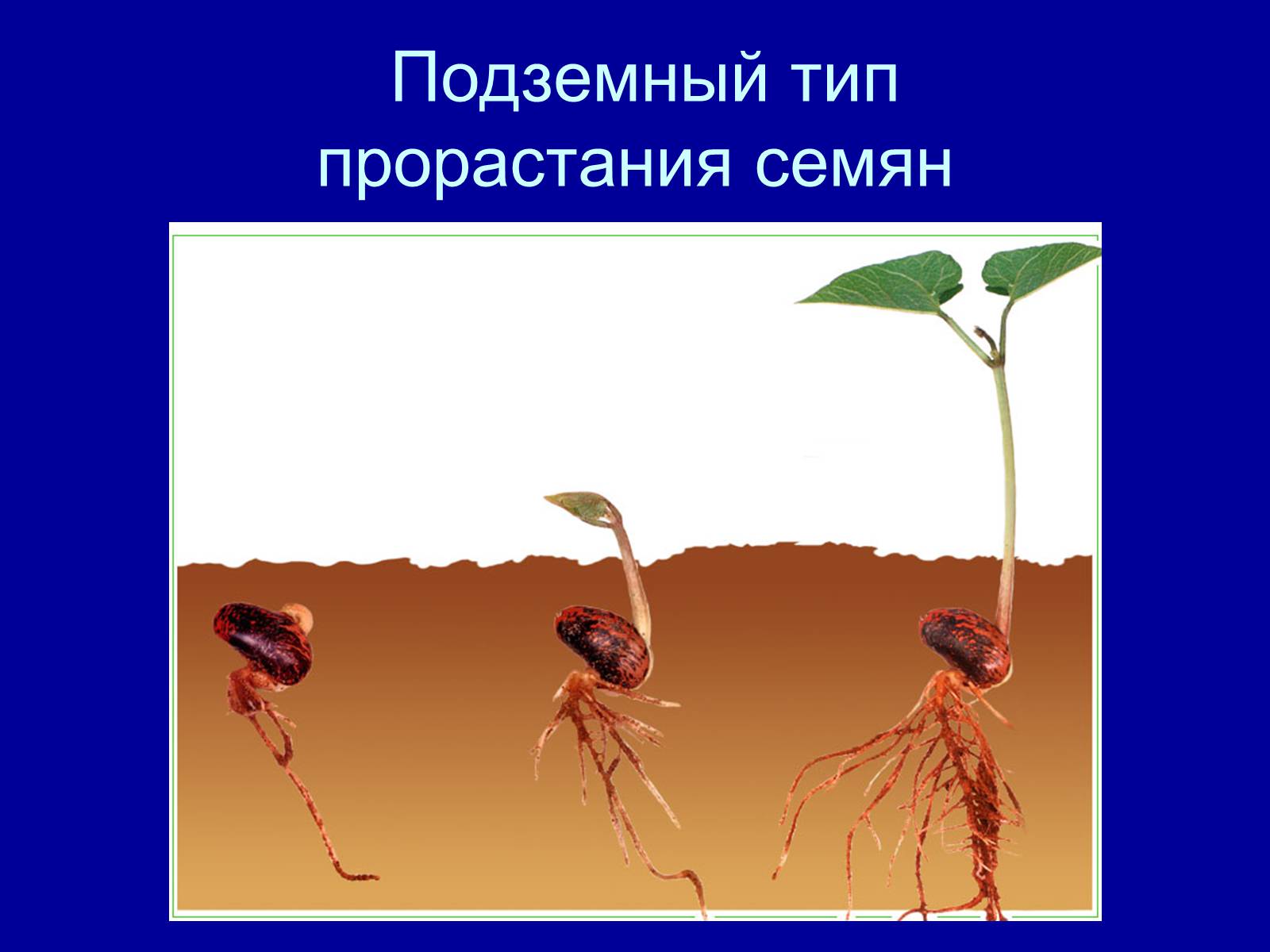 Презентація на тему «Прорастание семян» - Слайд #15