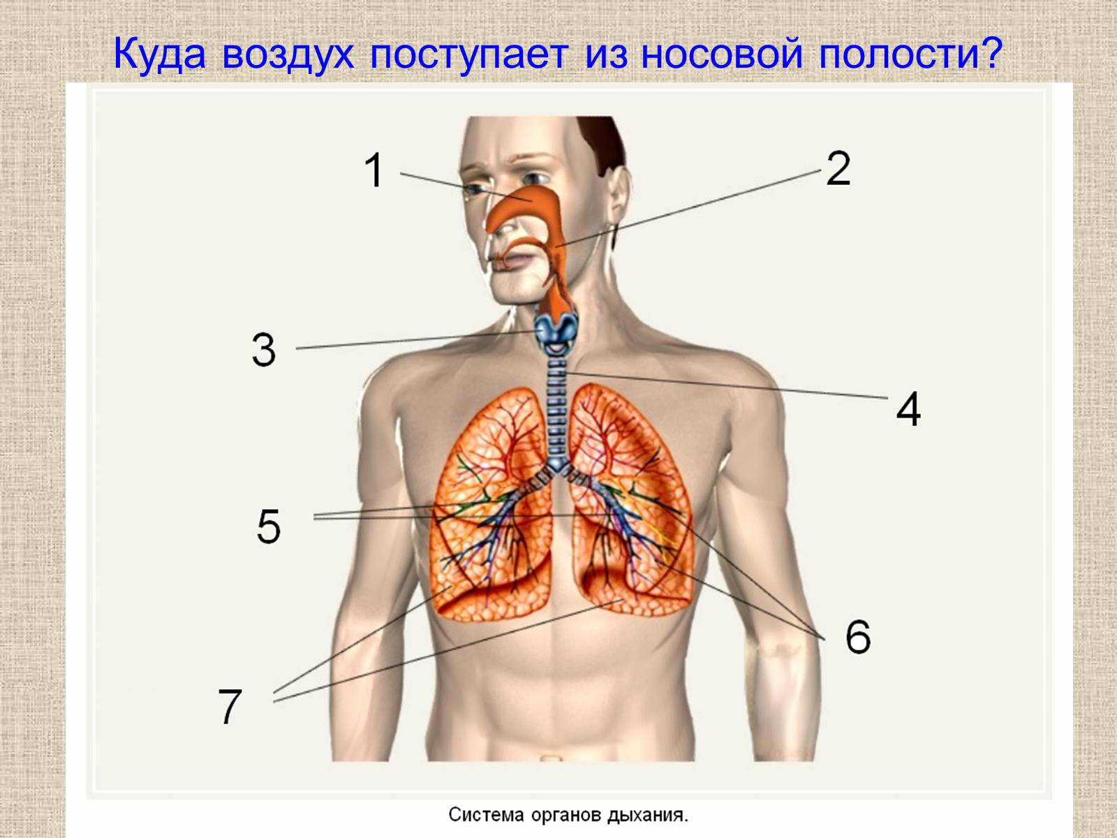 Презентація на тему «Дыхательная система» - Слайд #3