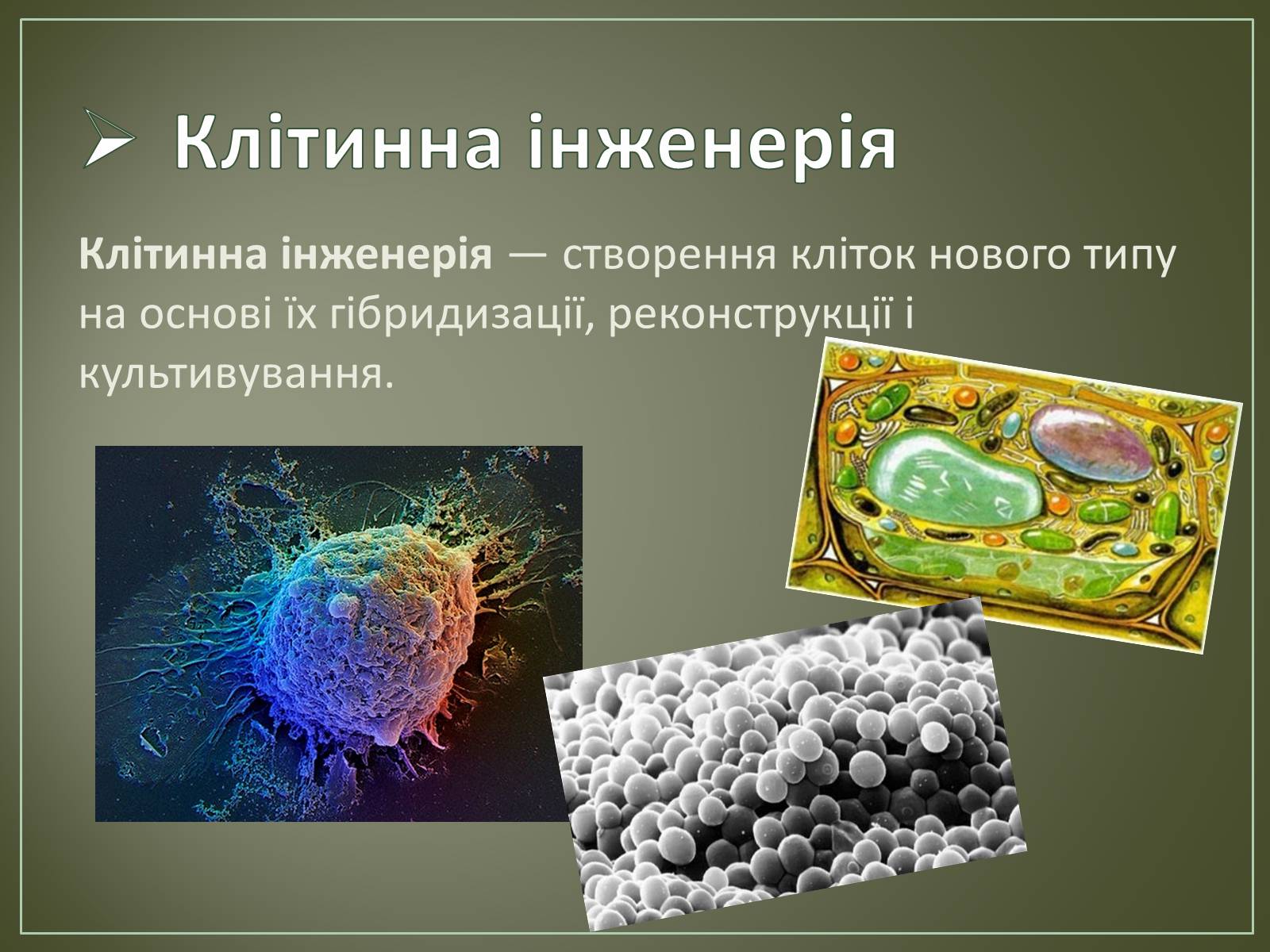 Презентація на тему «Основні напрямки біотехнології» - Слайд #19