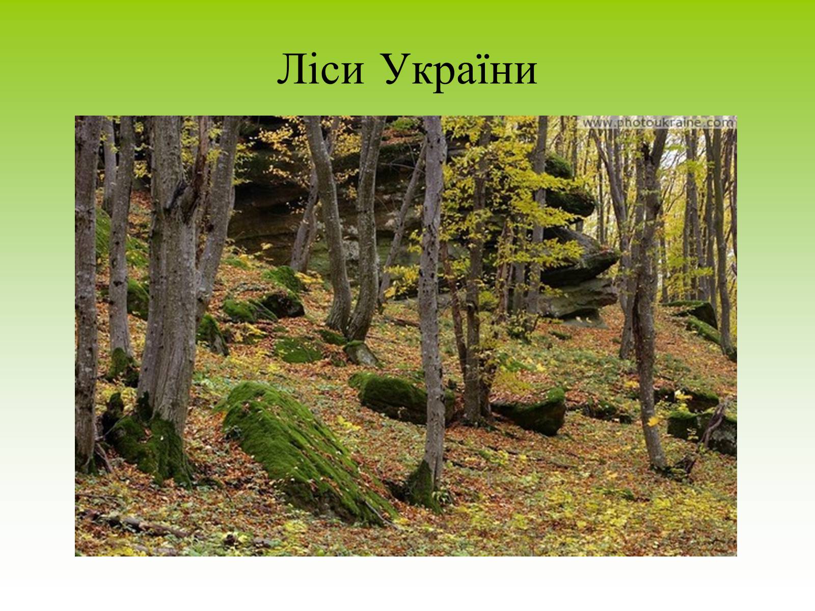 Презентація на тему «Ліси України» - Слайд #1