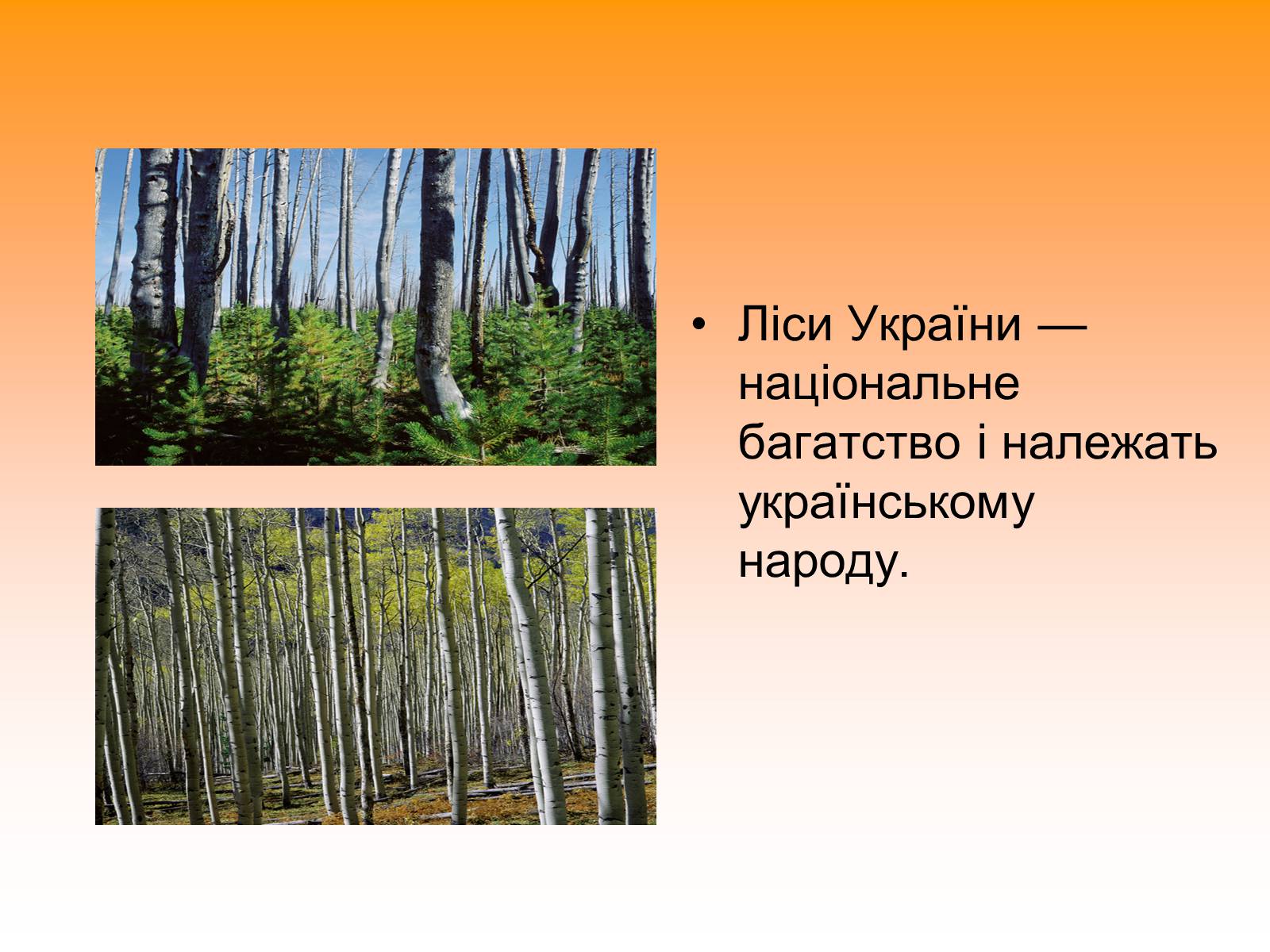 Презентація на тему «Ліси України» - Слайд #2
