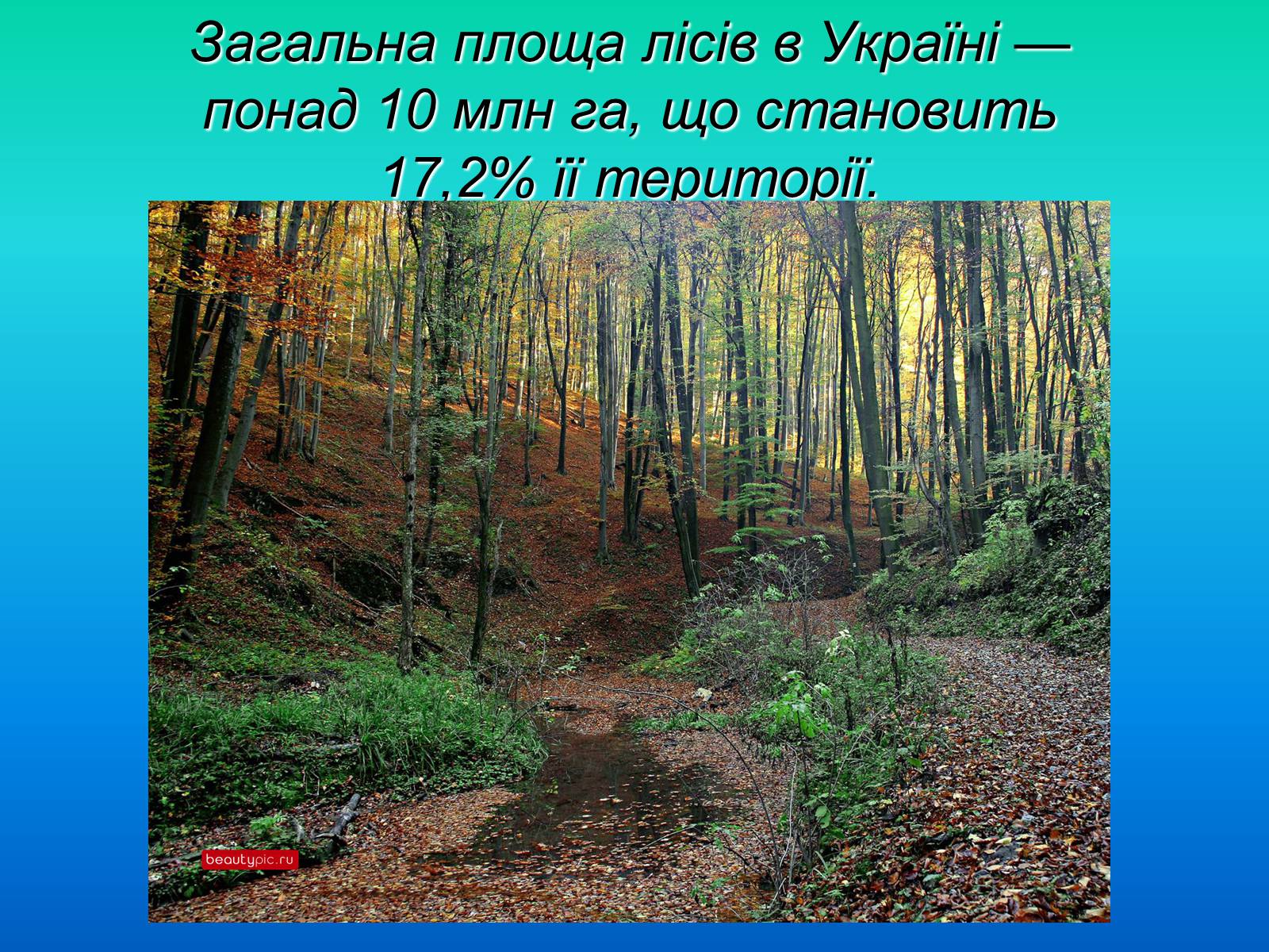 Презентація на тему «Ліси України» - Слайд #3