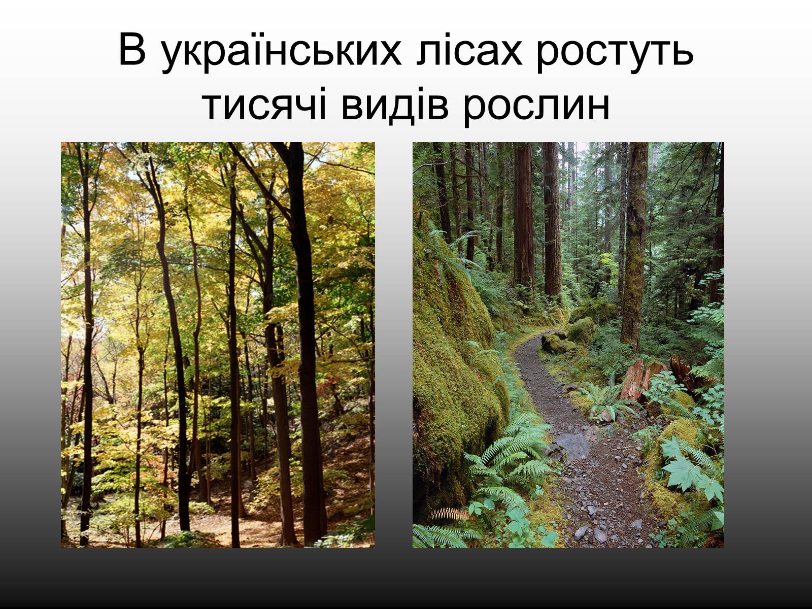 Презентація на тему «Ліси України» - Слайд #6