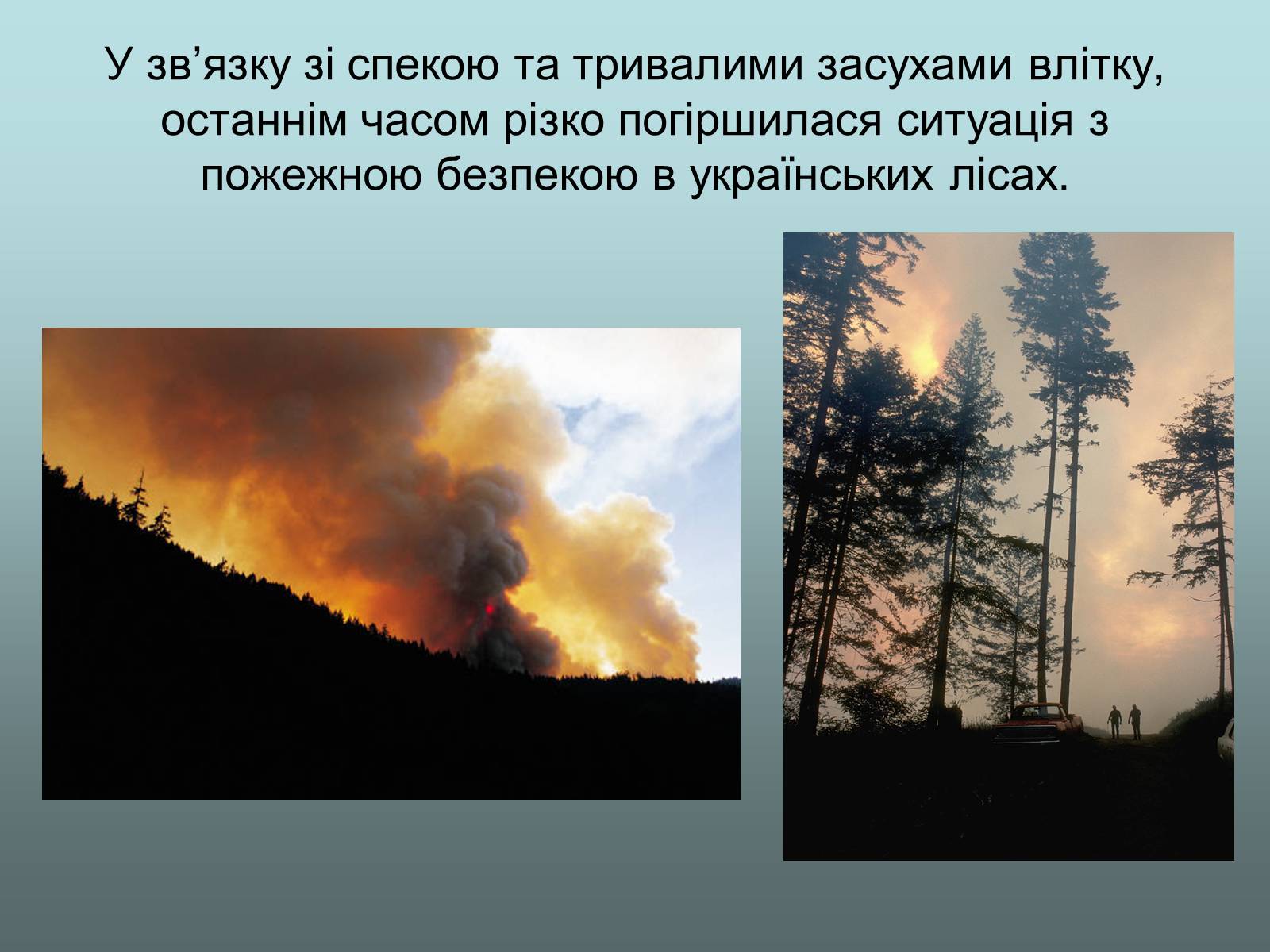 Презентація на тему «Ліси України» - Слайд #7