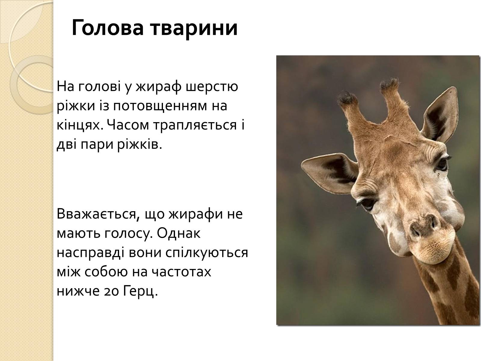Презентація на тему «Ссавці. Парнокопитні. Жирафові. Жирафа степова» - Слайд #5